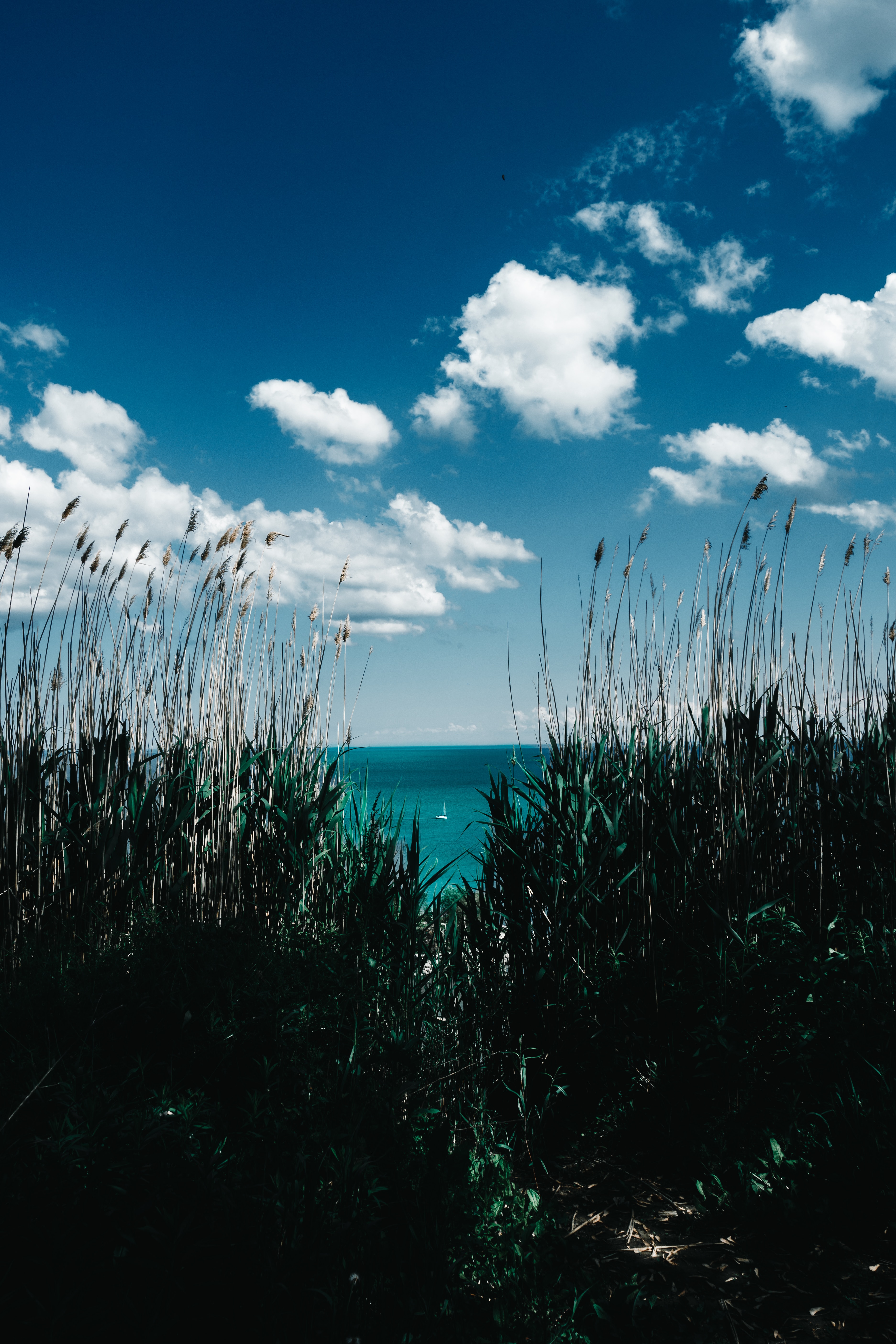 148189 Bild herunterladen sea, natur, grass, clouds, ufer, bank, stock, reed - Hintergrundbilder und Bildschirmschoner kostenlos