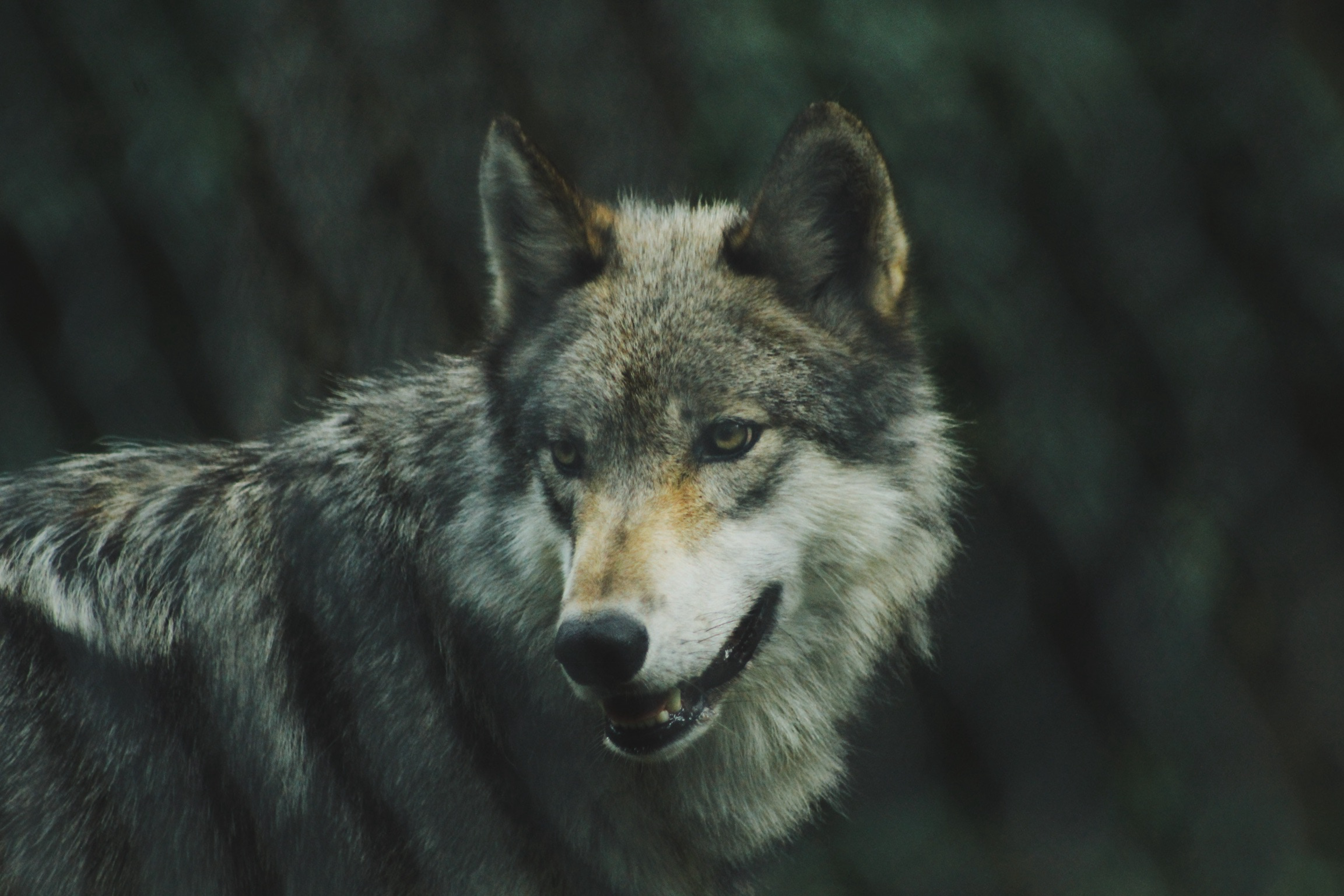 Free download wallpaper Opinion, Dog, Predator, Sight, Wolf, Animals on your PC desktop
