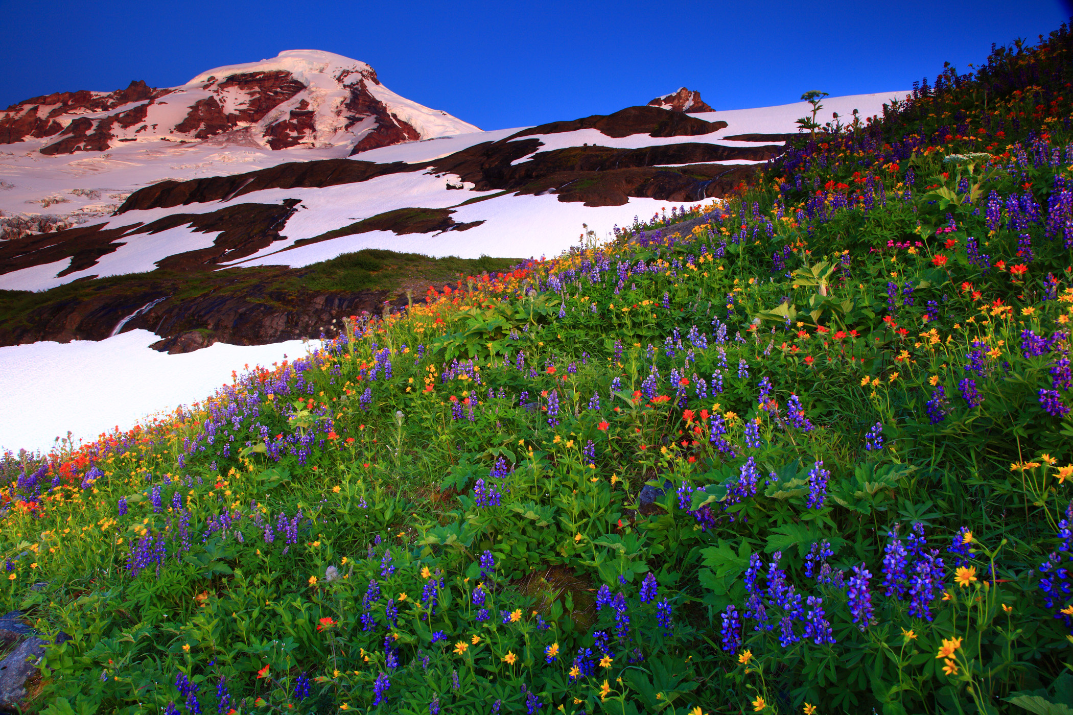 Descarga gratis la imagen Flores, Flor, Tierra/naturaleza en el escritorio de tu PC