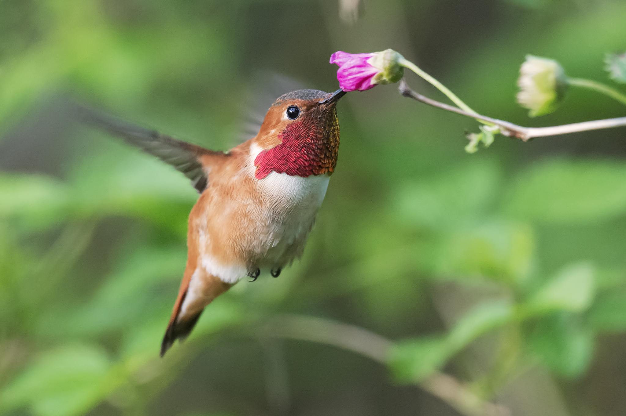 Download mobile wallpaper Hummingbird, Birds, Flower, Animal for free.