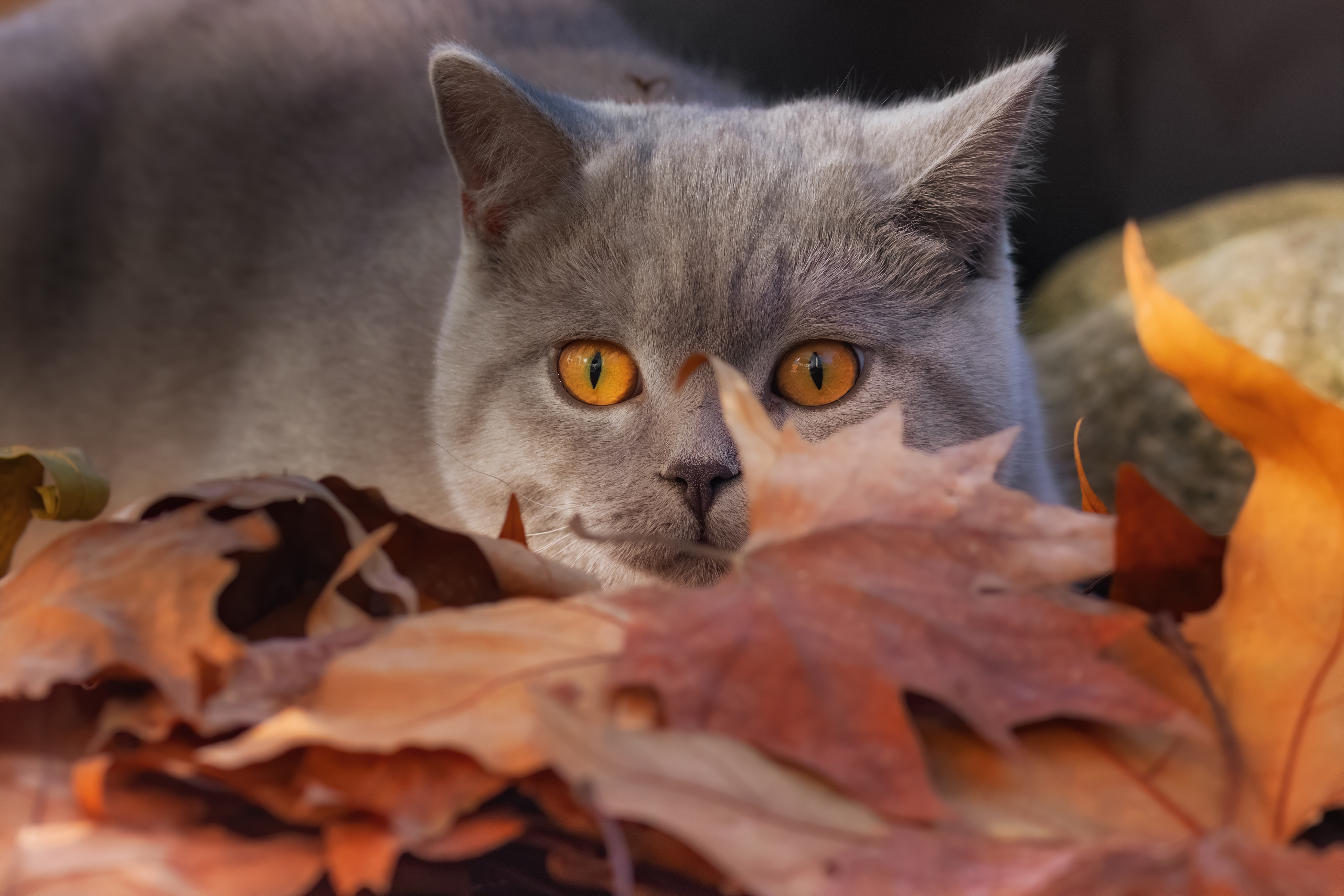 PCデスクトップに動物, 葉, ネコ, 猫, 見詰める画像を無料でダウンロード