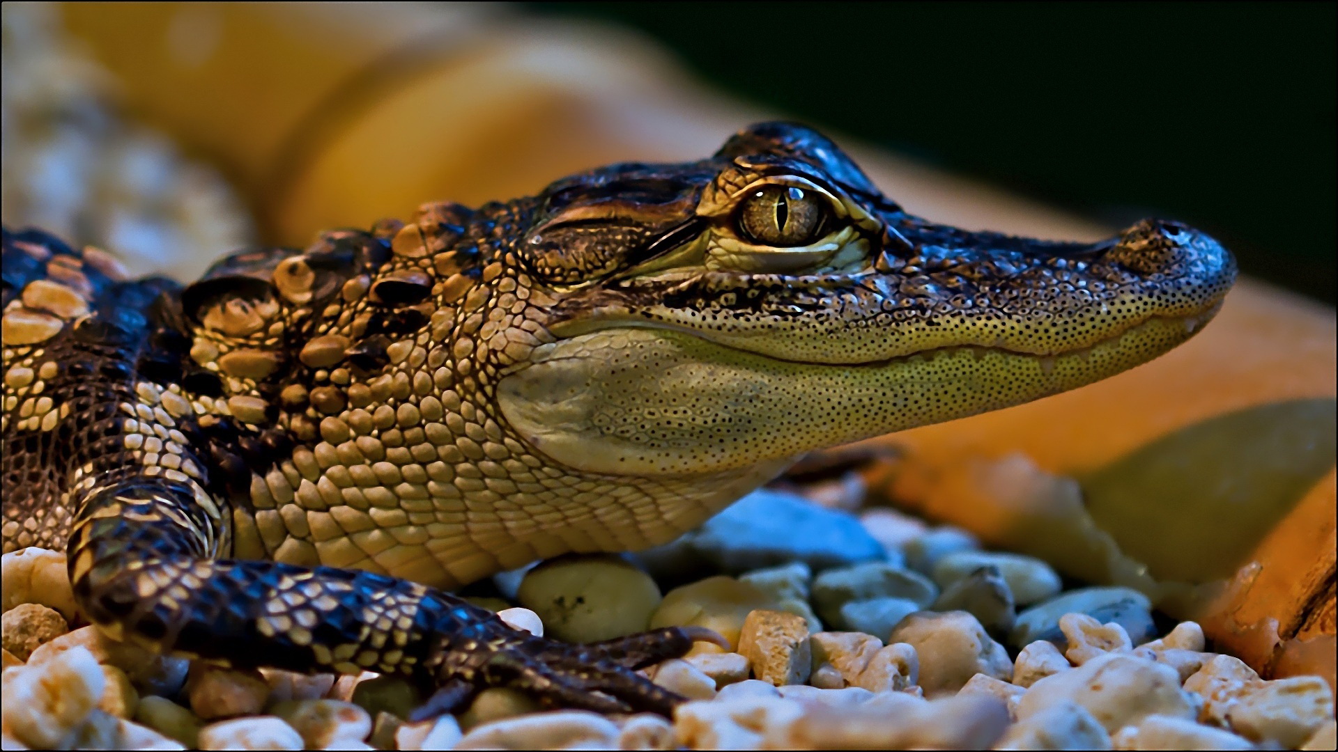 Laden Sie das Tiere, Reptilien, Krokodil-Bild kostenlos auf Ihren PC-Desktop herunter