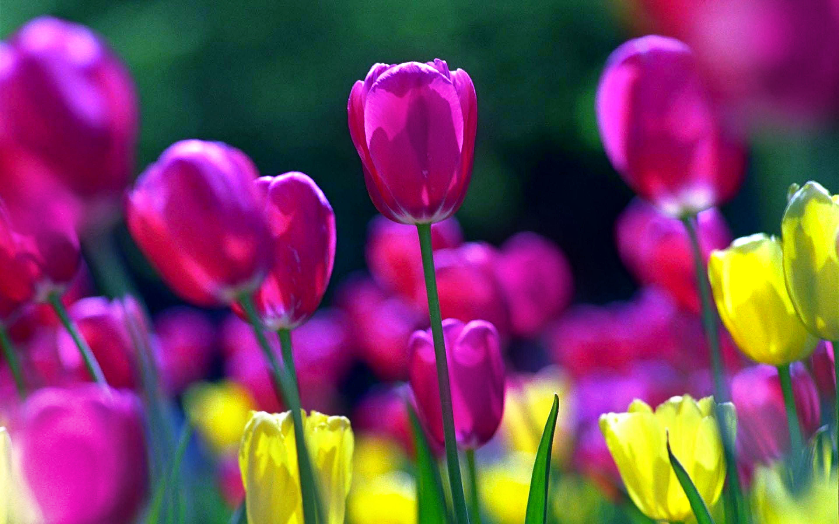 1464497 baixar papel de parede terra/natureza, tulipa, flor, flor roxa, primavera, ensolarado - protetores de tela e imagens gratuitamente