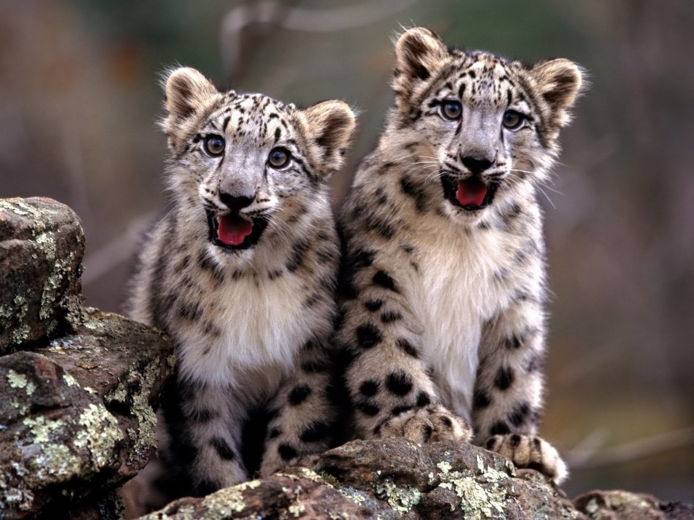 Скачать обои бесплатно Животные, Леопарды картинка на рабочий стол ПК