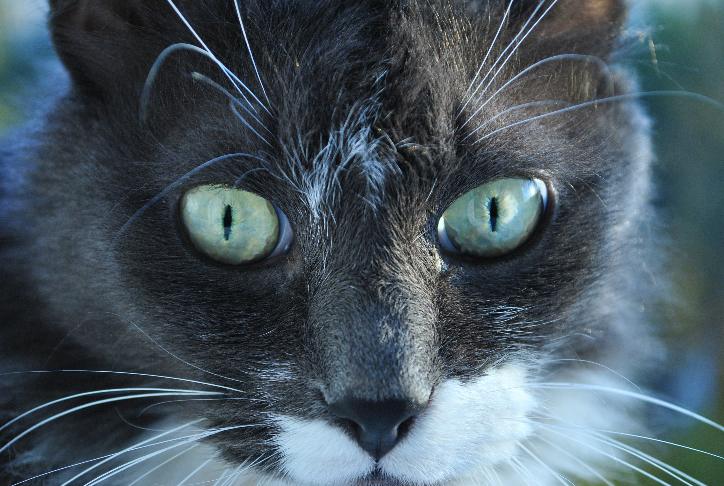 Baixe gratuitamente a imagem Animais, Gatos, Gato na área de trabalho do seu PC