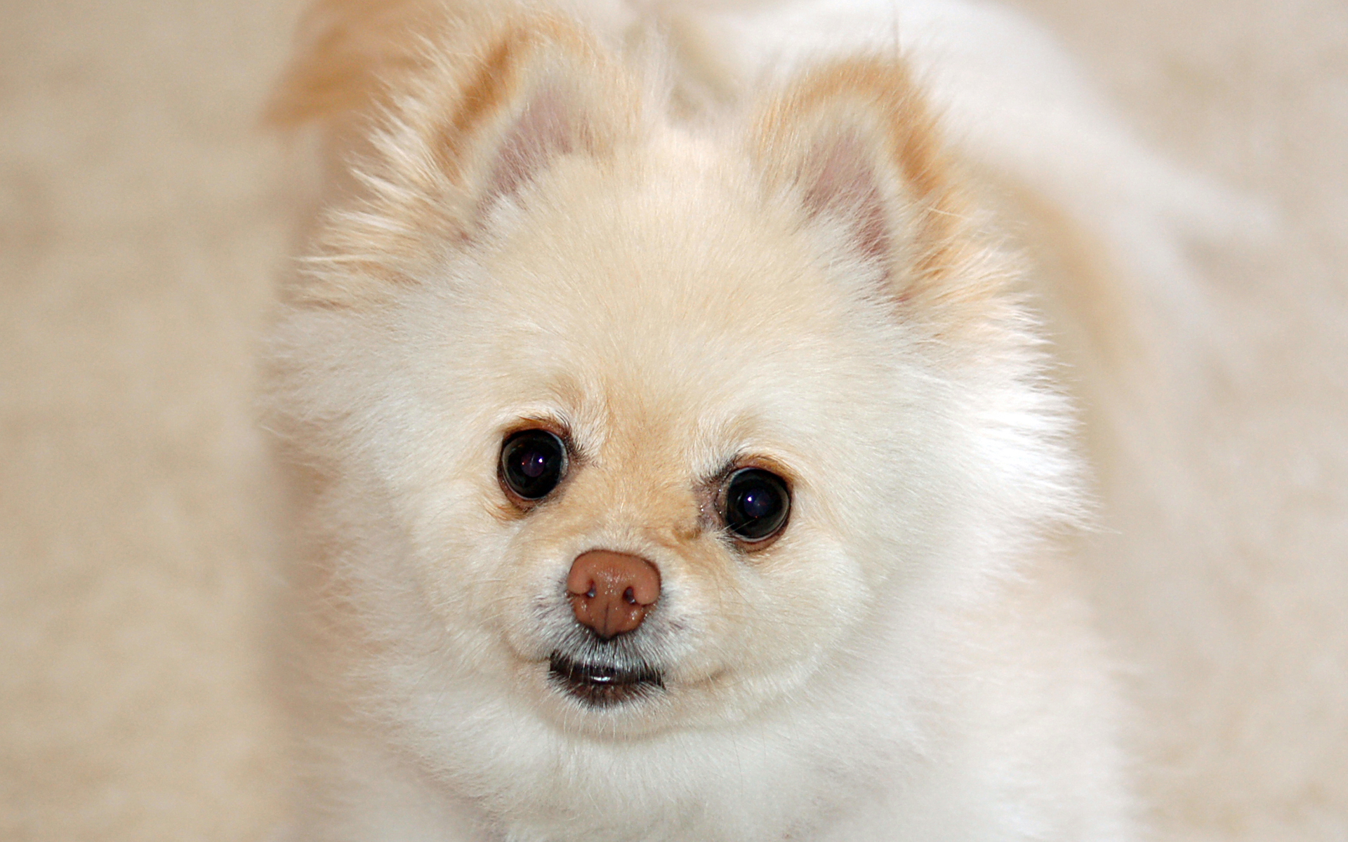 無料モバイル壁紙犬, 動物をダウンロードします。