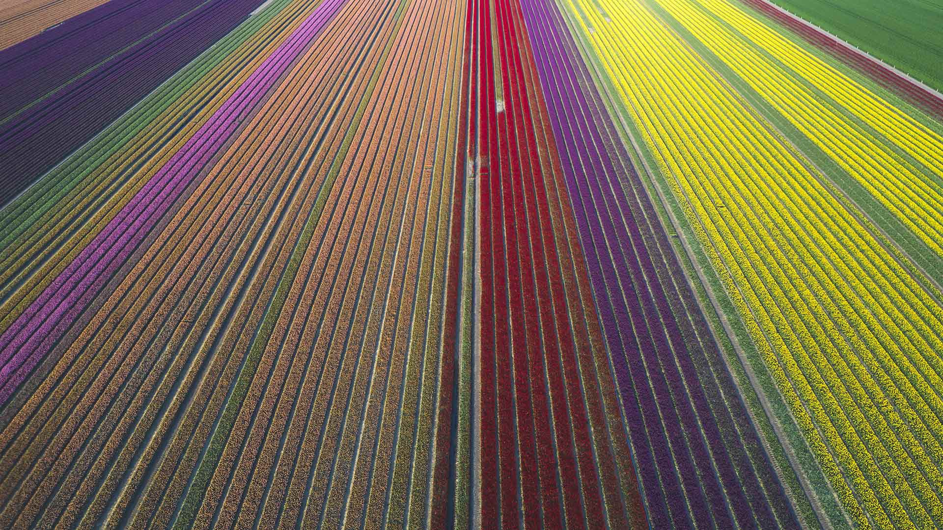 Téléchargez gratuitement l'image Paysage, Fleur, Champ, Terre/nature sur le bureau de votre PC