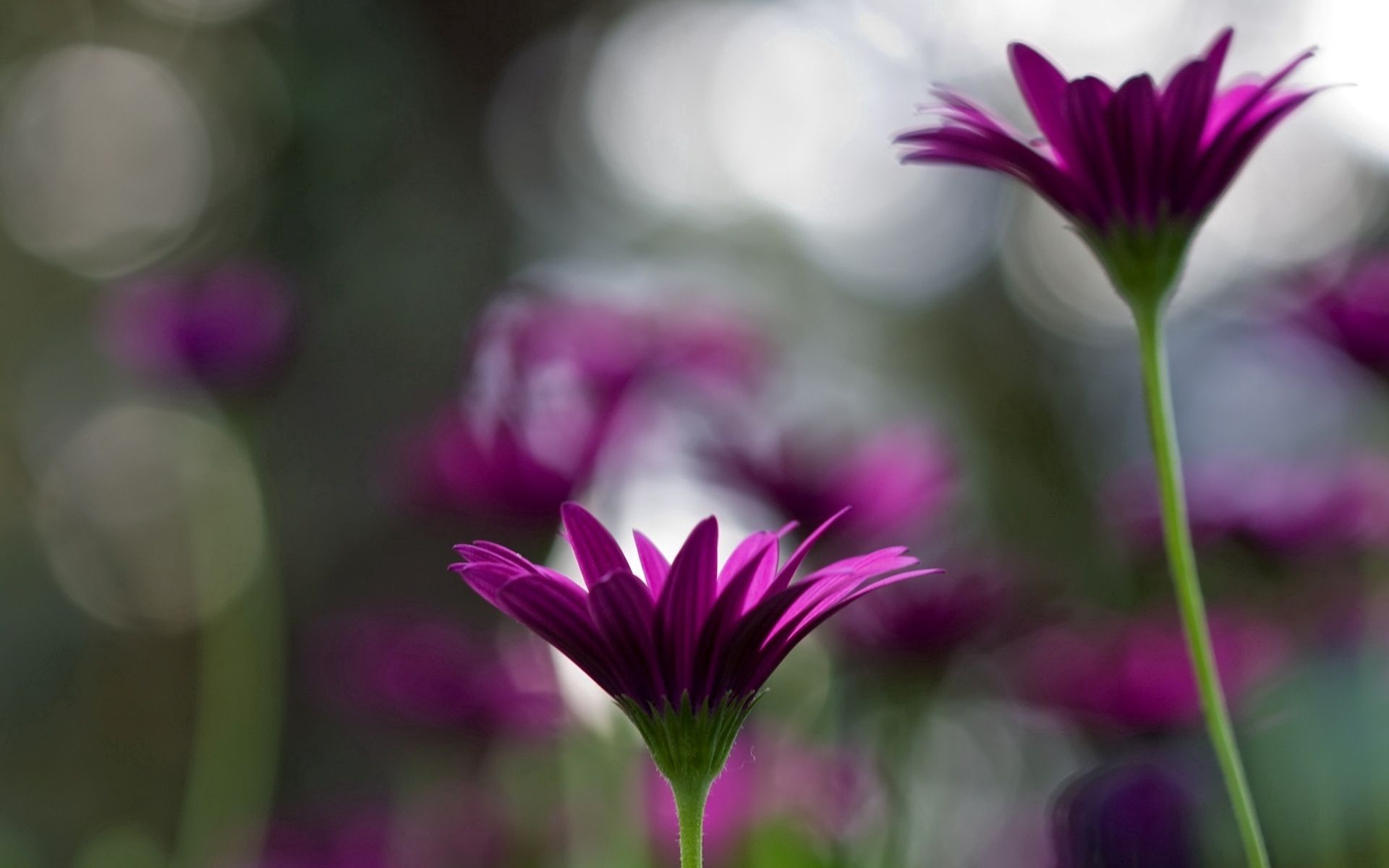 Download mobile wallpaper Flowers, Stems, Close Up, Smooth, Blur for free.