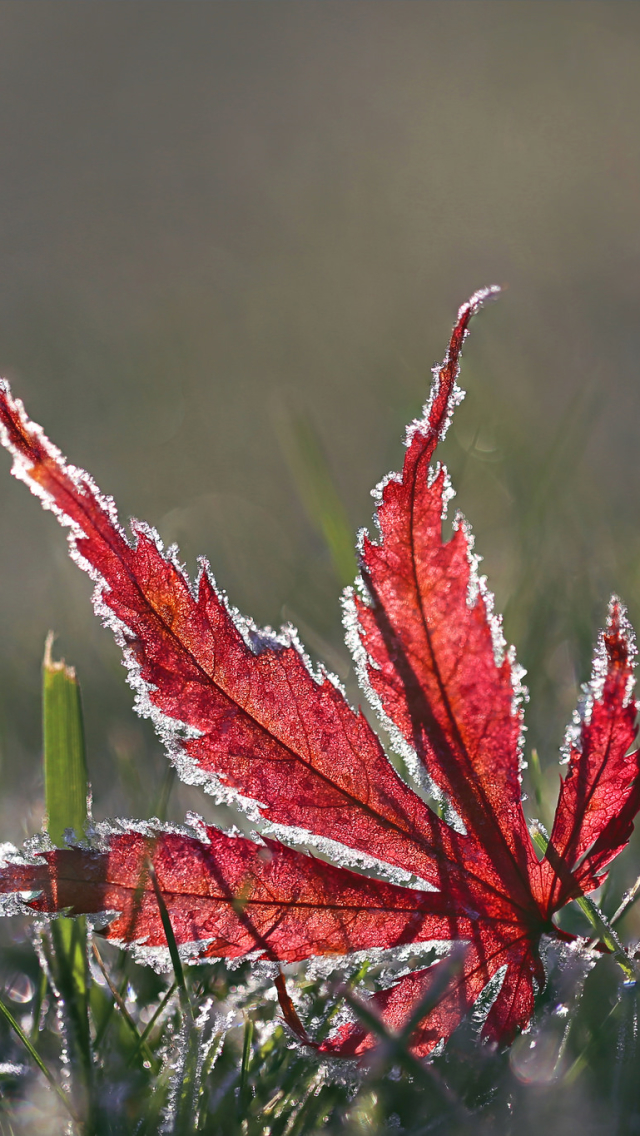 Download mobile wallpaper Nature, Macro, Blur, Leaf, Earth, Frozen, Maple Leaf for free.