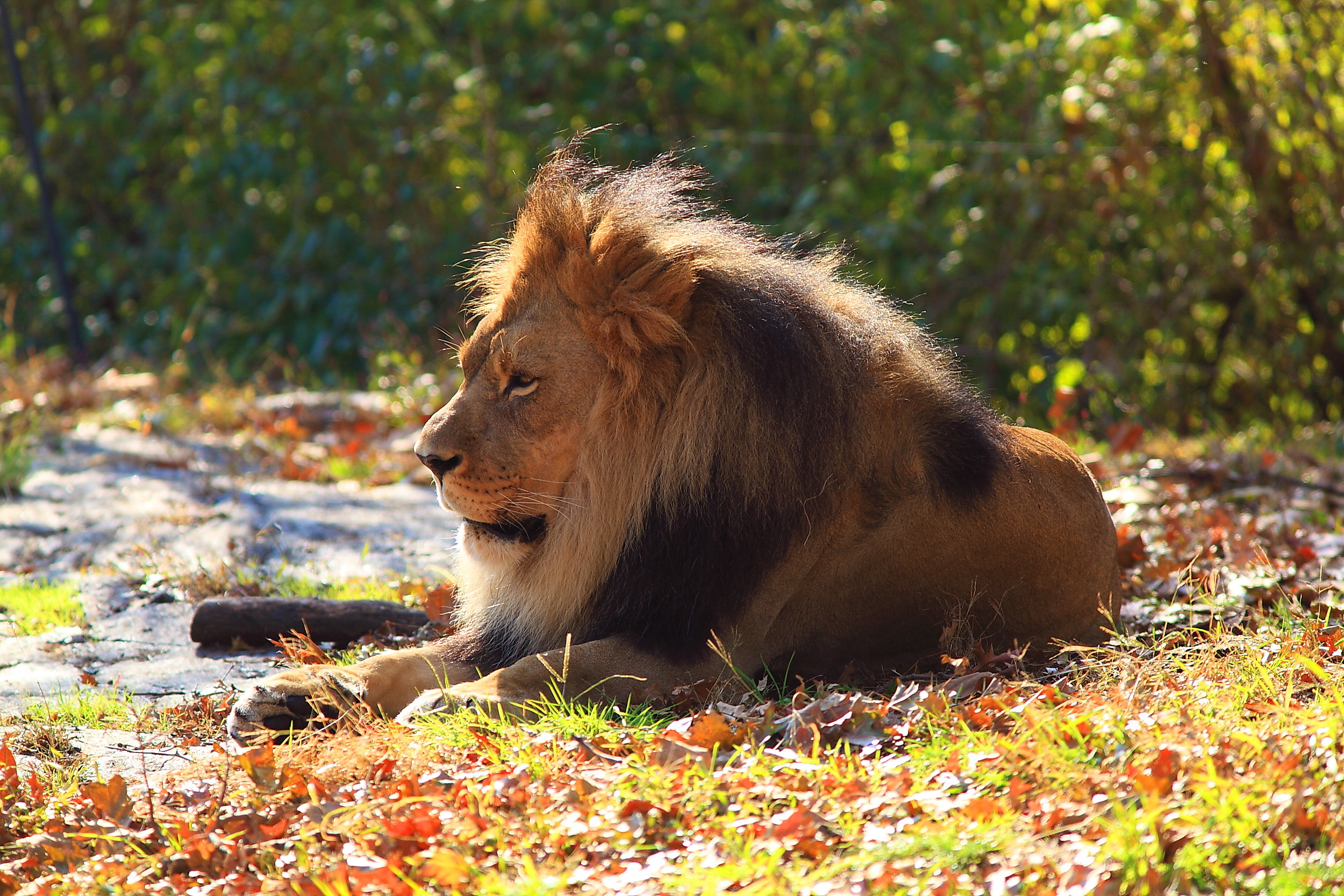 Laden Sie das Ein Löwe, Laub, Tiere, Raubtier, Predator, Löwe, Herbst-Bild kostenlos auf Ihren PC-Desktop herunter