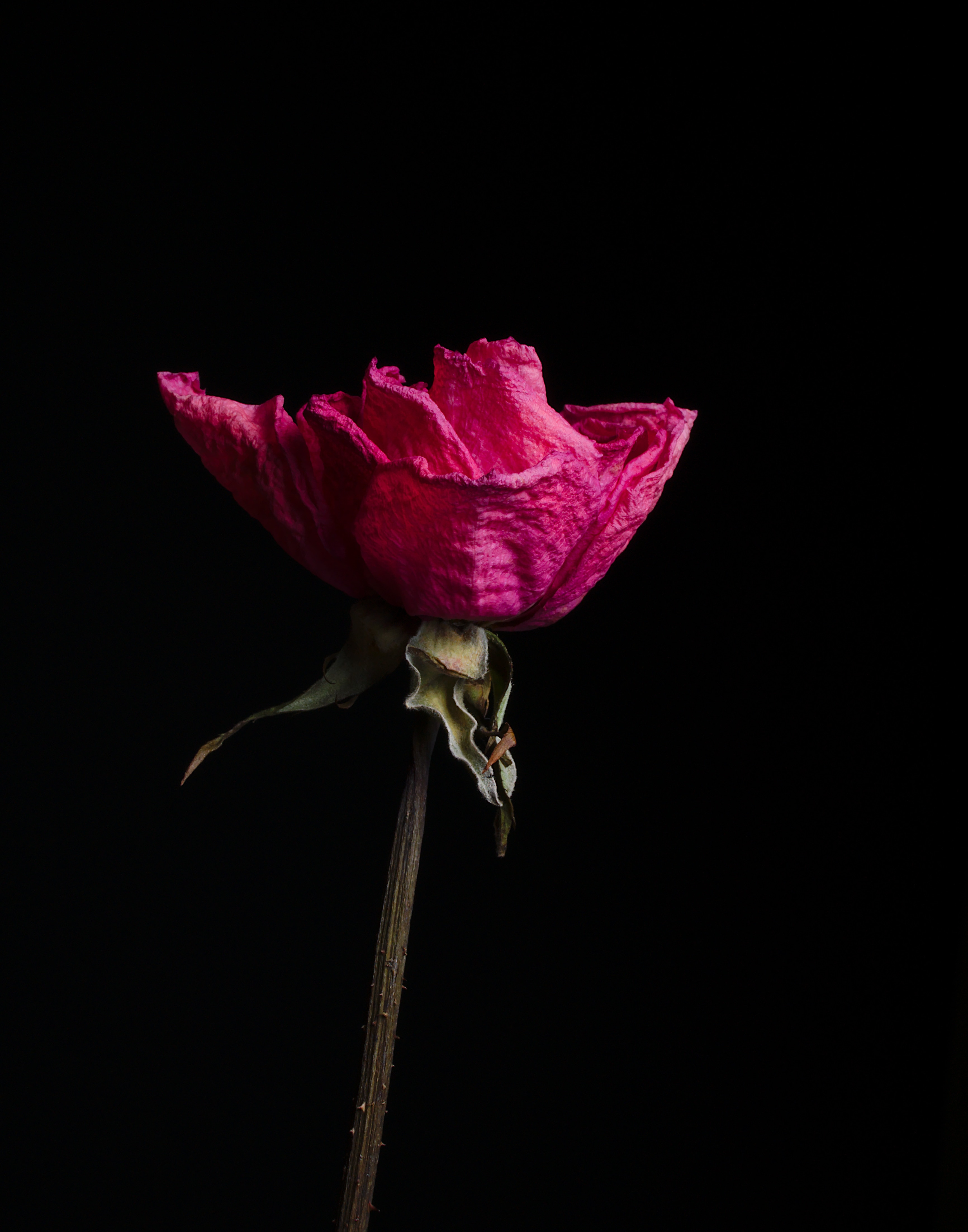 Скачать обои бесплатно Сухой, Цветок, Роза, Цветы, Розовый картинка на рабочий стол ПК