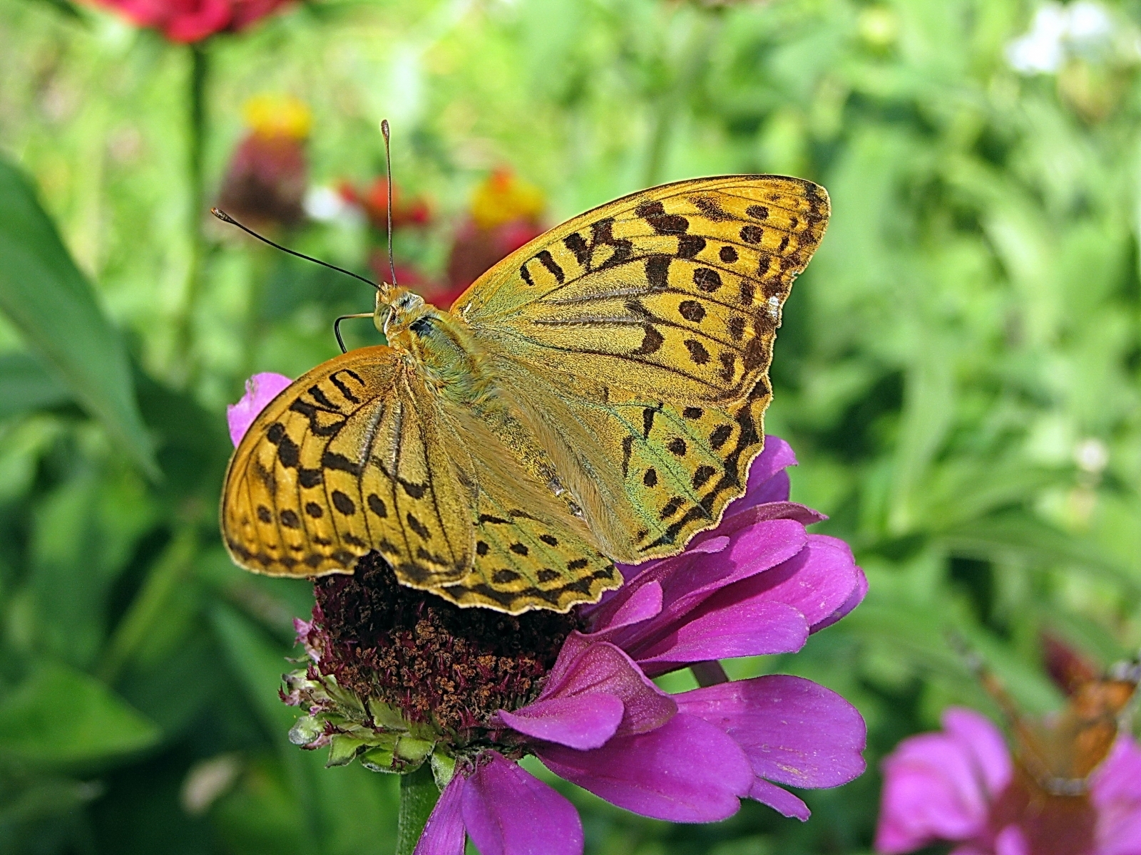 4766 descargar imagen mariposas, insectos: fondos de pantalla y protectores de pantalla gratis