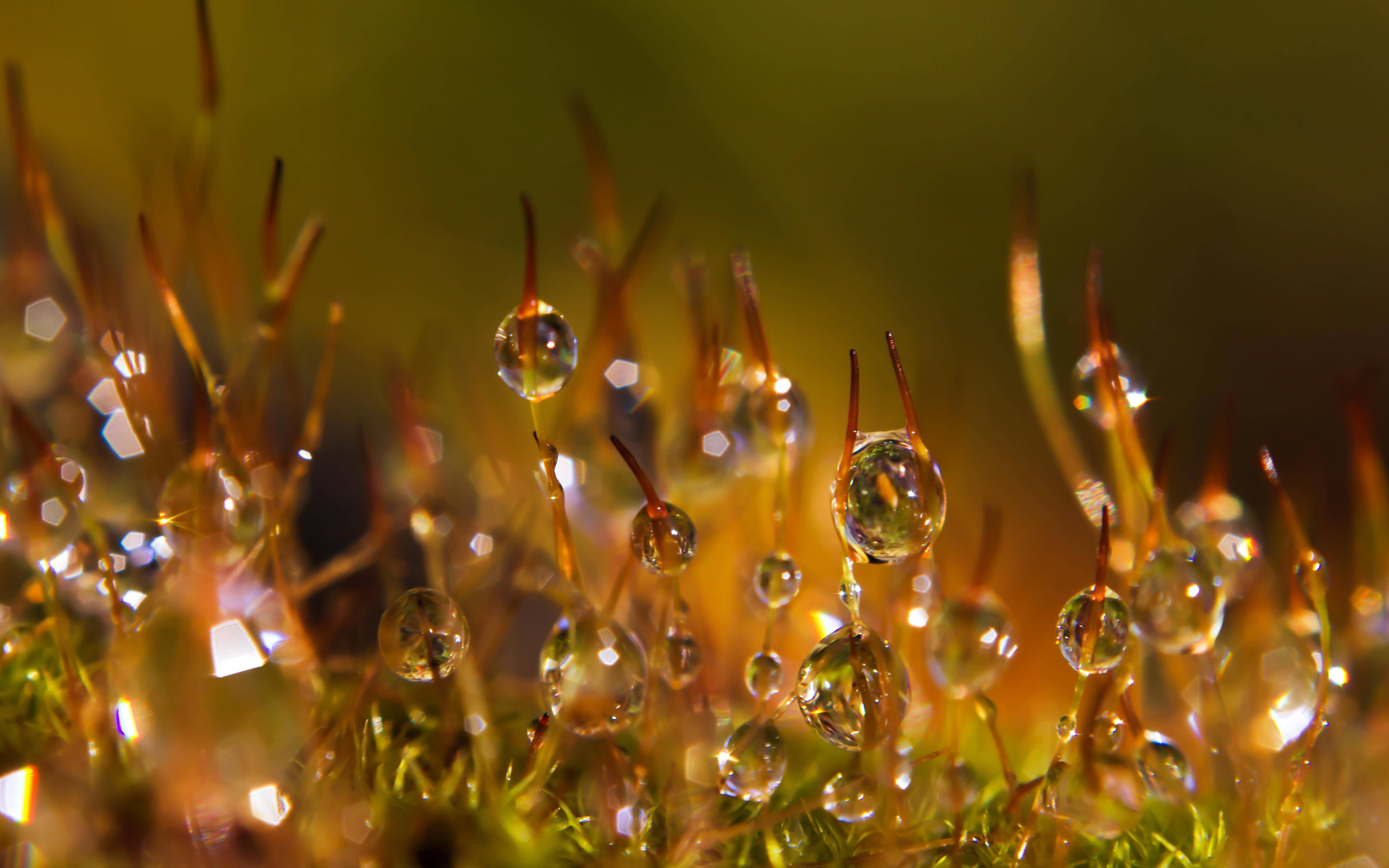 Téléchargez gratuitement l'image Goutte D'eau, Terre/nature sur le bureau de votre PC