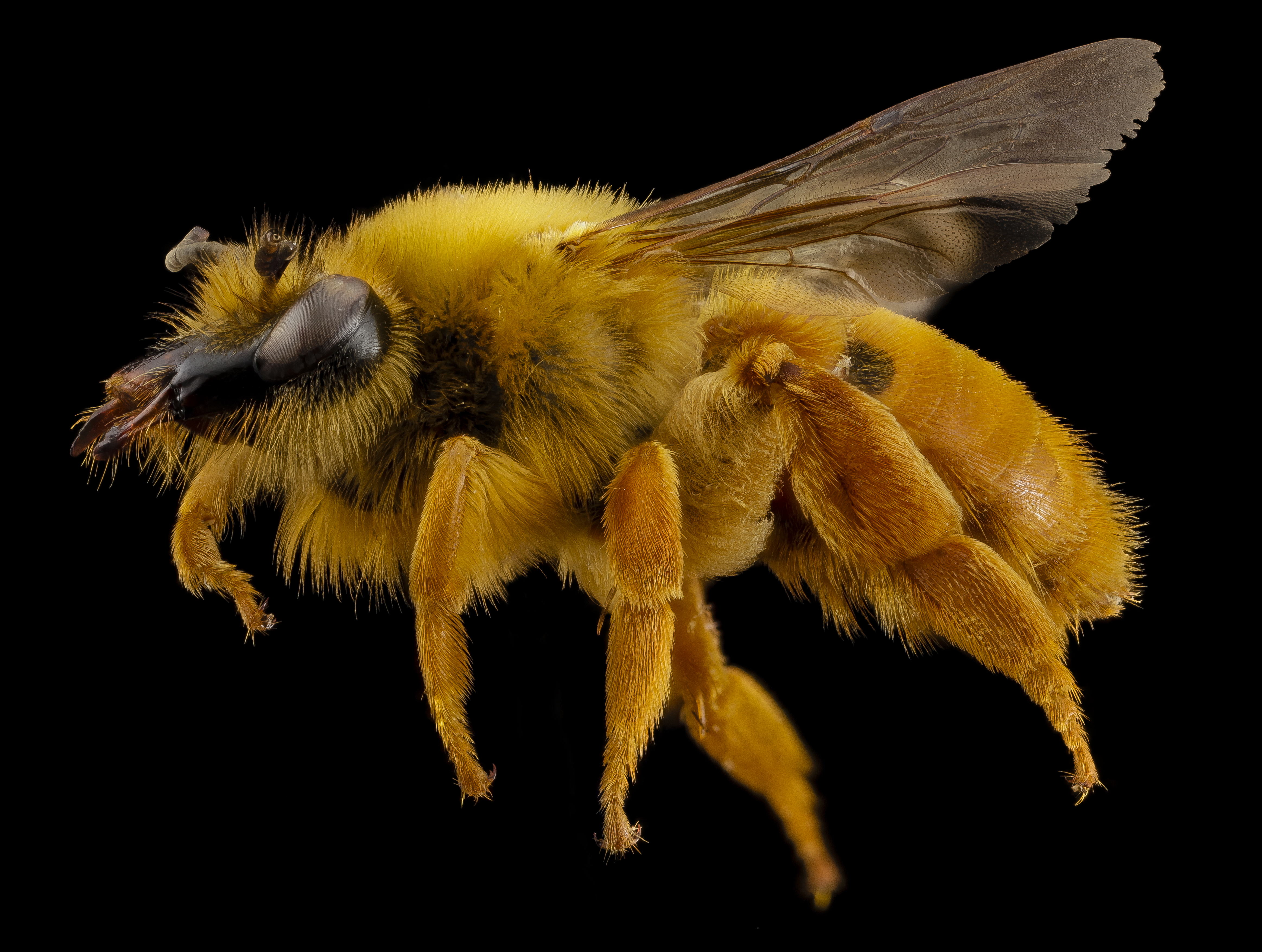 Скачать картинку Животные, Насекомые, Пчела в телефон бесплатно.