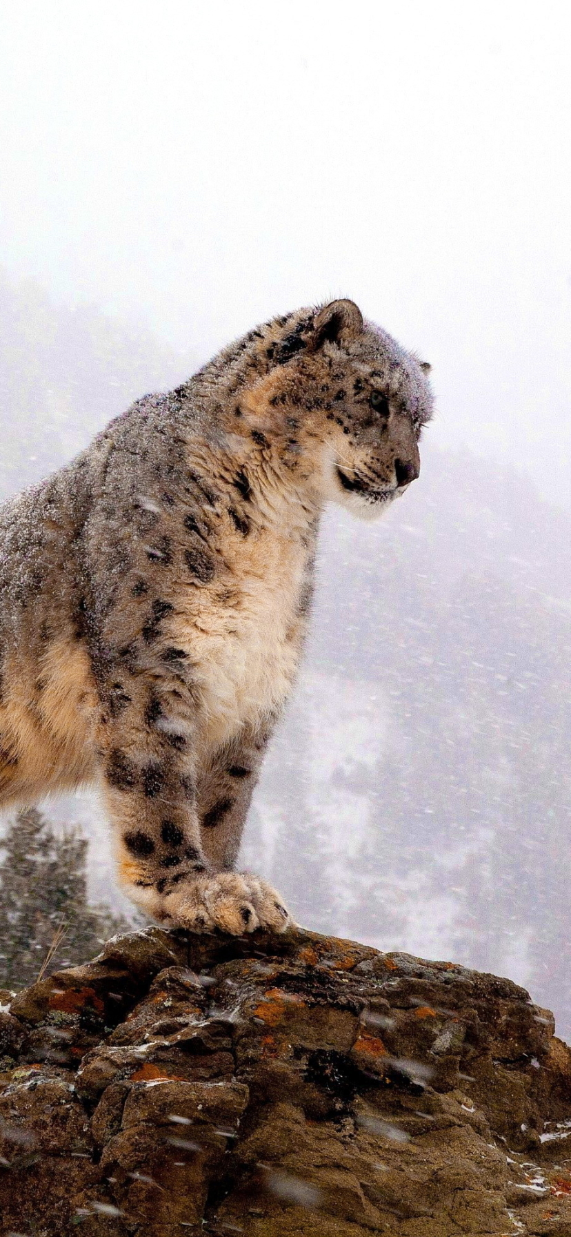 Download mobile wallpaper Cats, Snow Leopard, Animal for free.