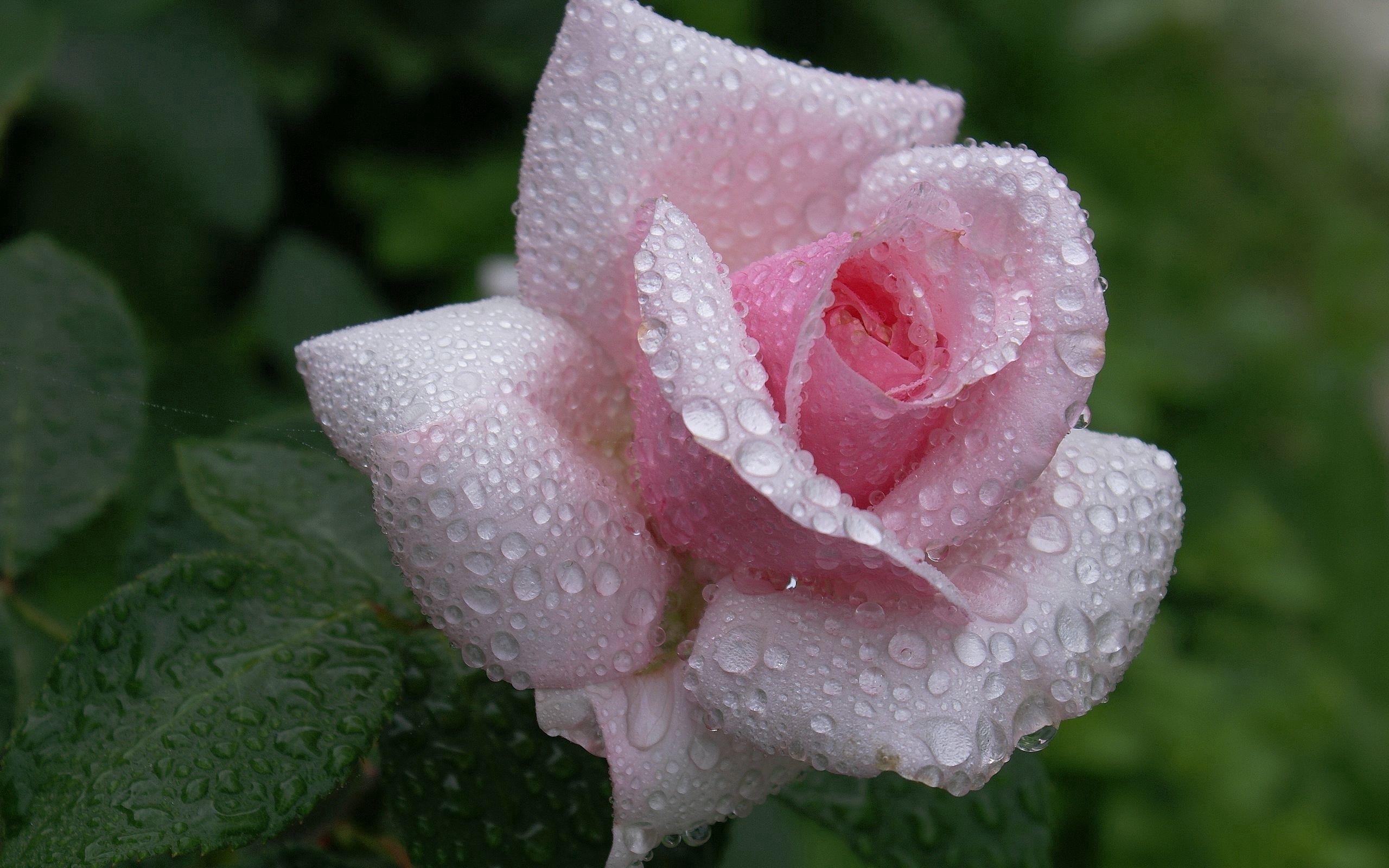 rose flower, bud, flowers, leaves, rain, drops, flower, rose, handsomely, it's beautiful