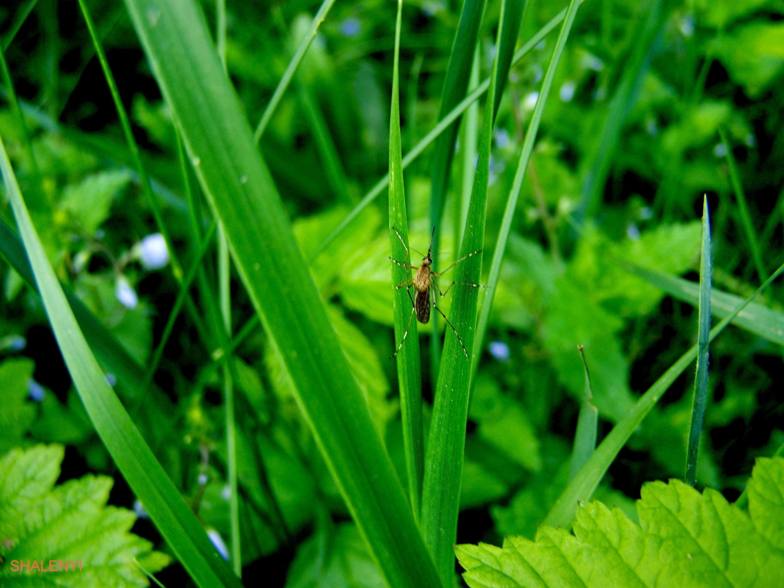Free download wallpaper Grass, Insects on your PC desktop