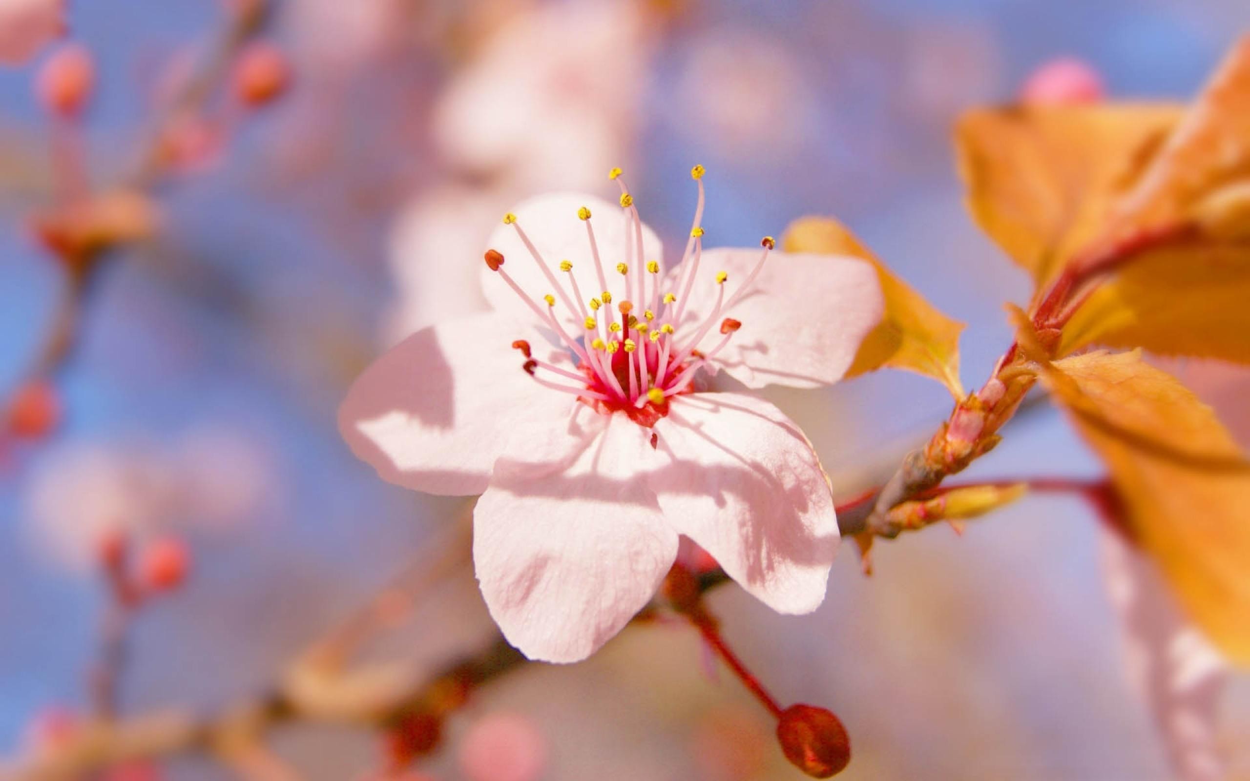 Free download wallpaper Blossom, Flowers, Earth on your PC desktop