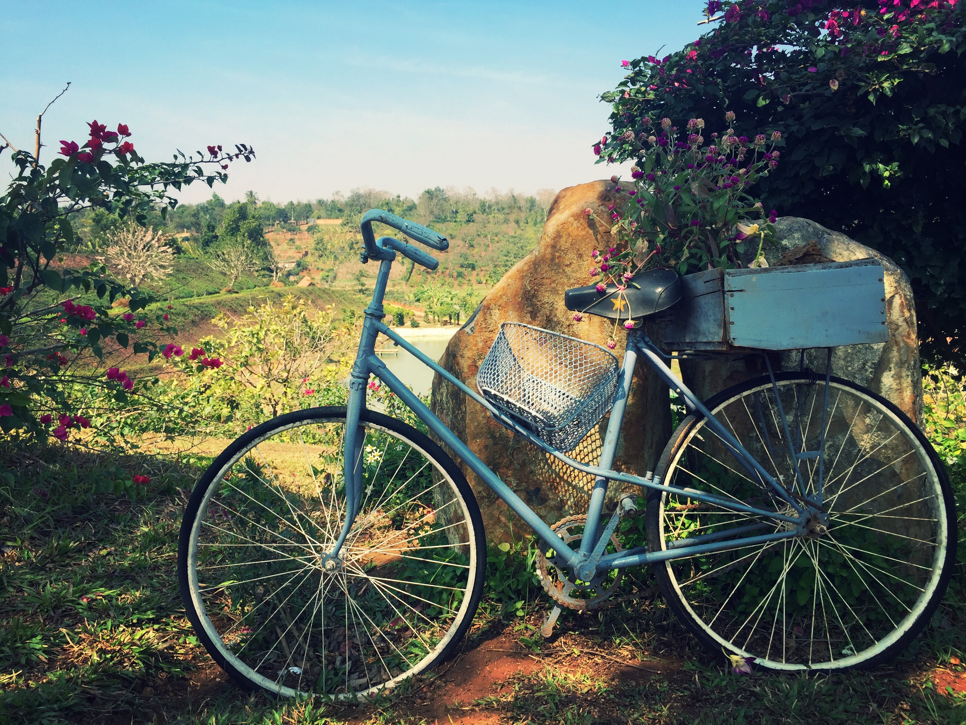Laden Sie das Korb, Fahrrad, Natur, Blumen-Bild kostenlos auf Ihren PC-Desktop herunter
