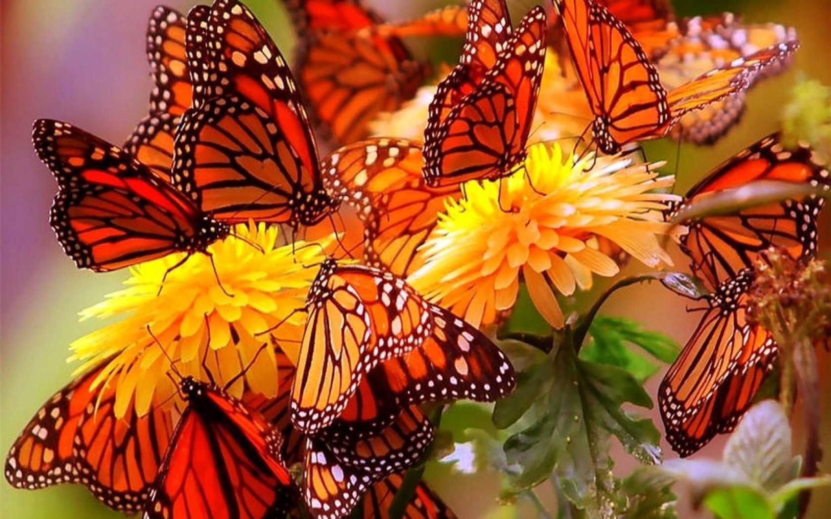 1501317 télécharger le fond d'écran animaux, papillon, fleur, papillon monarque - économiseurs d'écran et images gratuitement