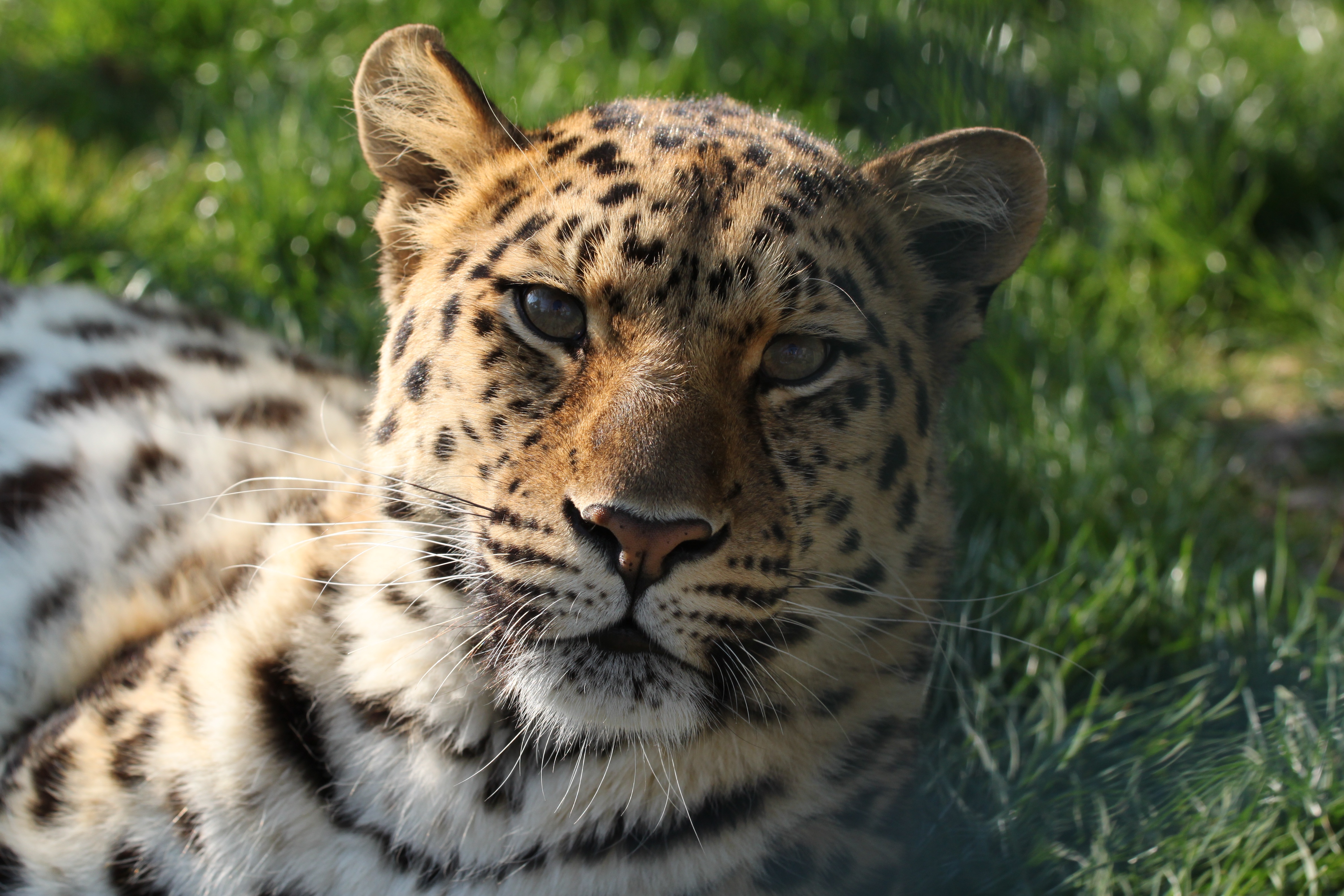 Baixar papel de parede para celular de Animais, Gatos, Leopardo gratuito.