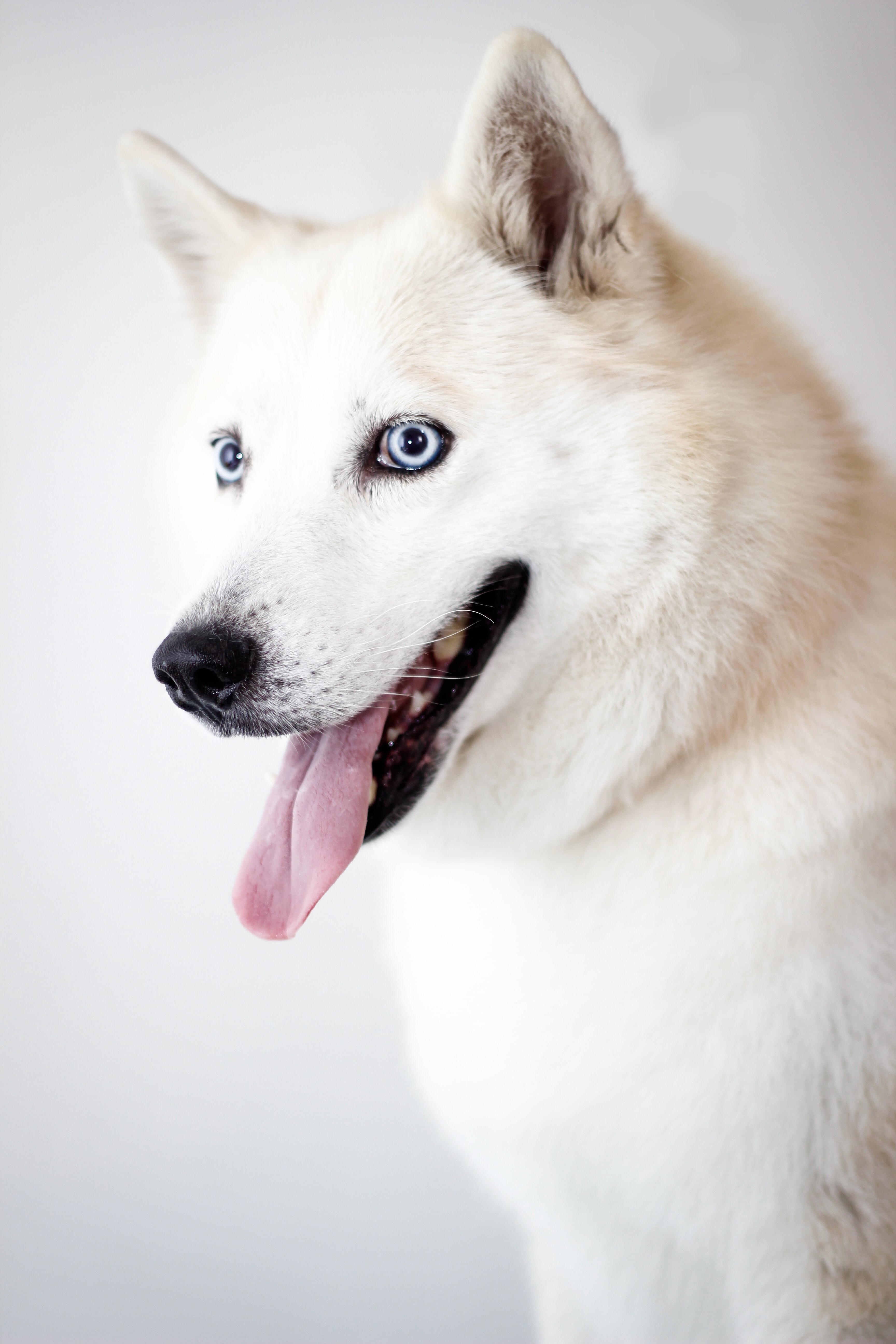 tongue stuck out, husky, animals, white, dog, protruding tongue phone wallpaper