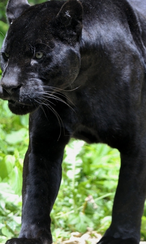 Download mobile wallpaper Cats, Animal, Black Panther for free.