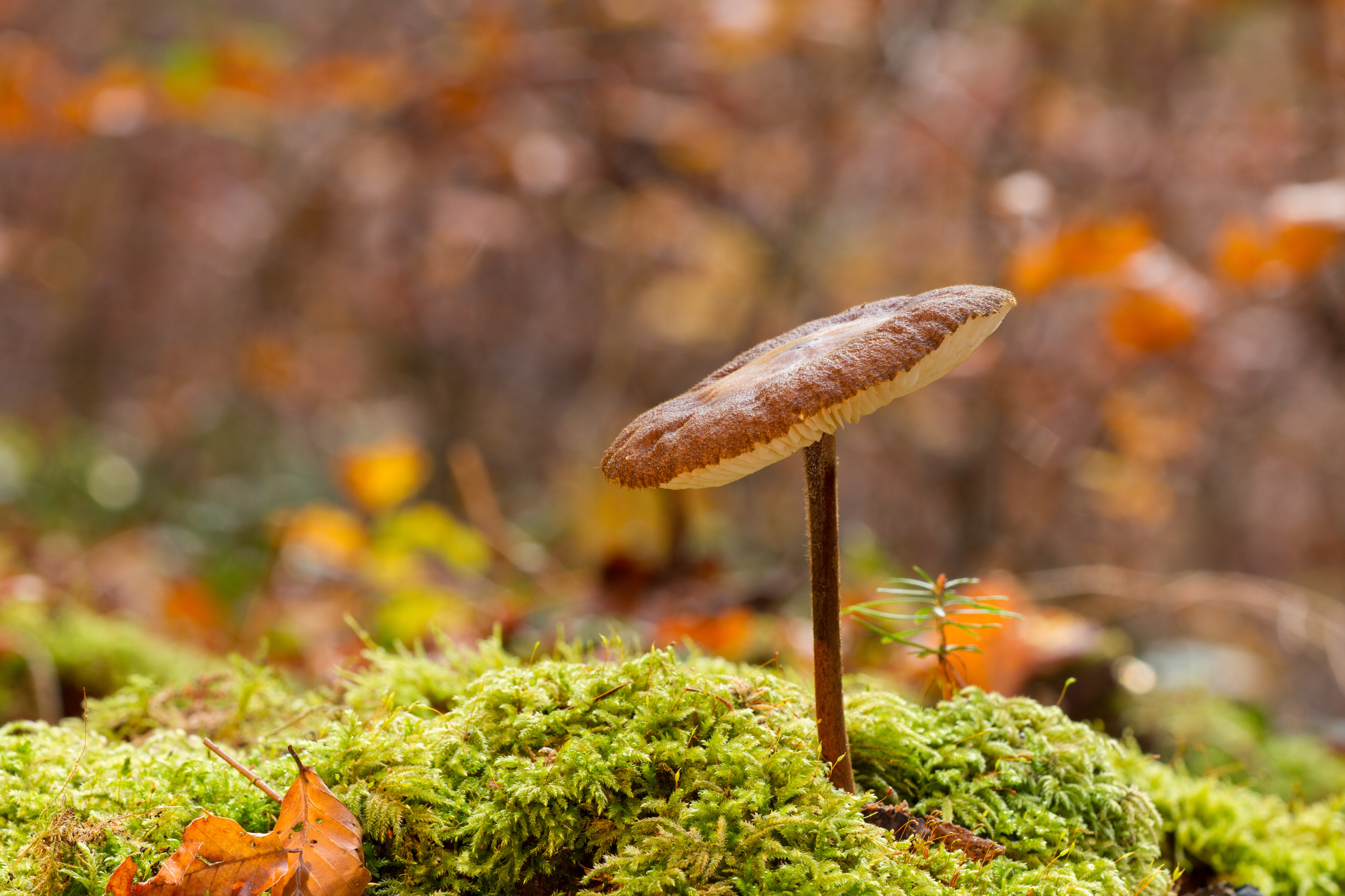 Handy-Wallpaper Natur, Pilz, Moos, Verwischen, Erde/natur, Tiefenschärfe kostenlos herunterladen.