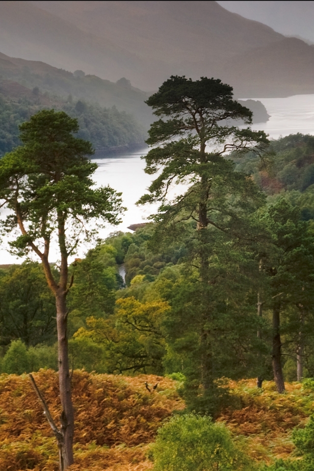 Descarga gratuita de fondo de pantalla para móvil de Bosque, Tierra/naturaleza.