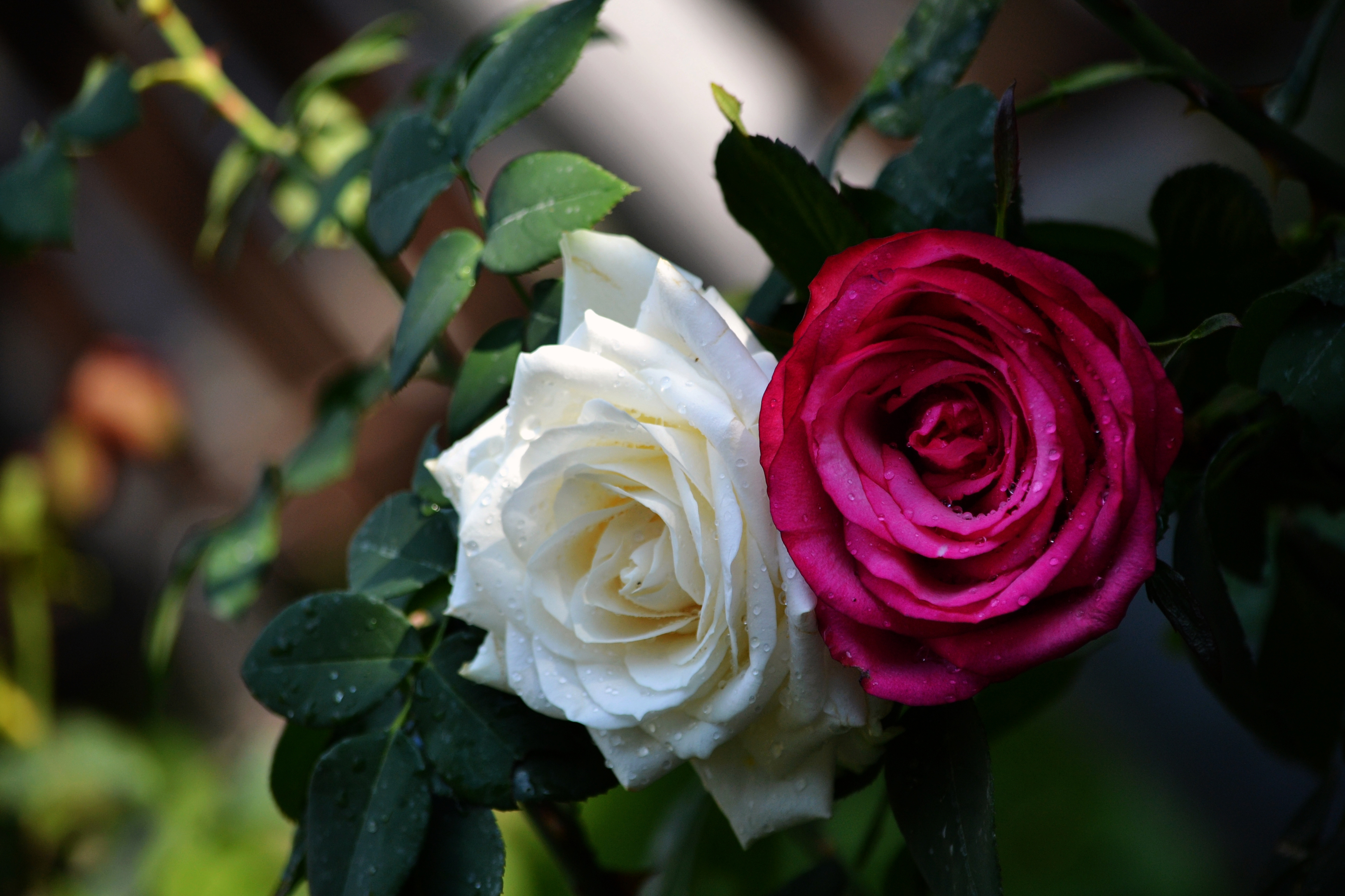 Завантажити шпалери безкоштовно Природа, Квітка, Роза, Земля, Біла Квітка, Рожева Квітка, Флауерзи картинка на робочий стіл ПК