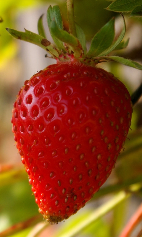 Téléchargez des papiers peints mobile Nourriture, Fraise, Des Fruits gratuitement.