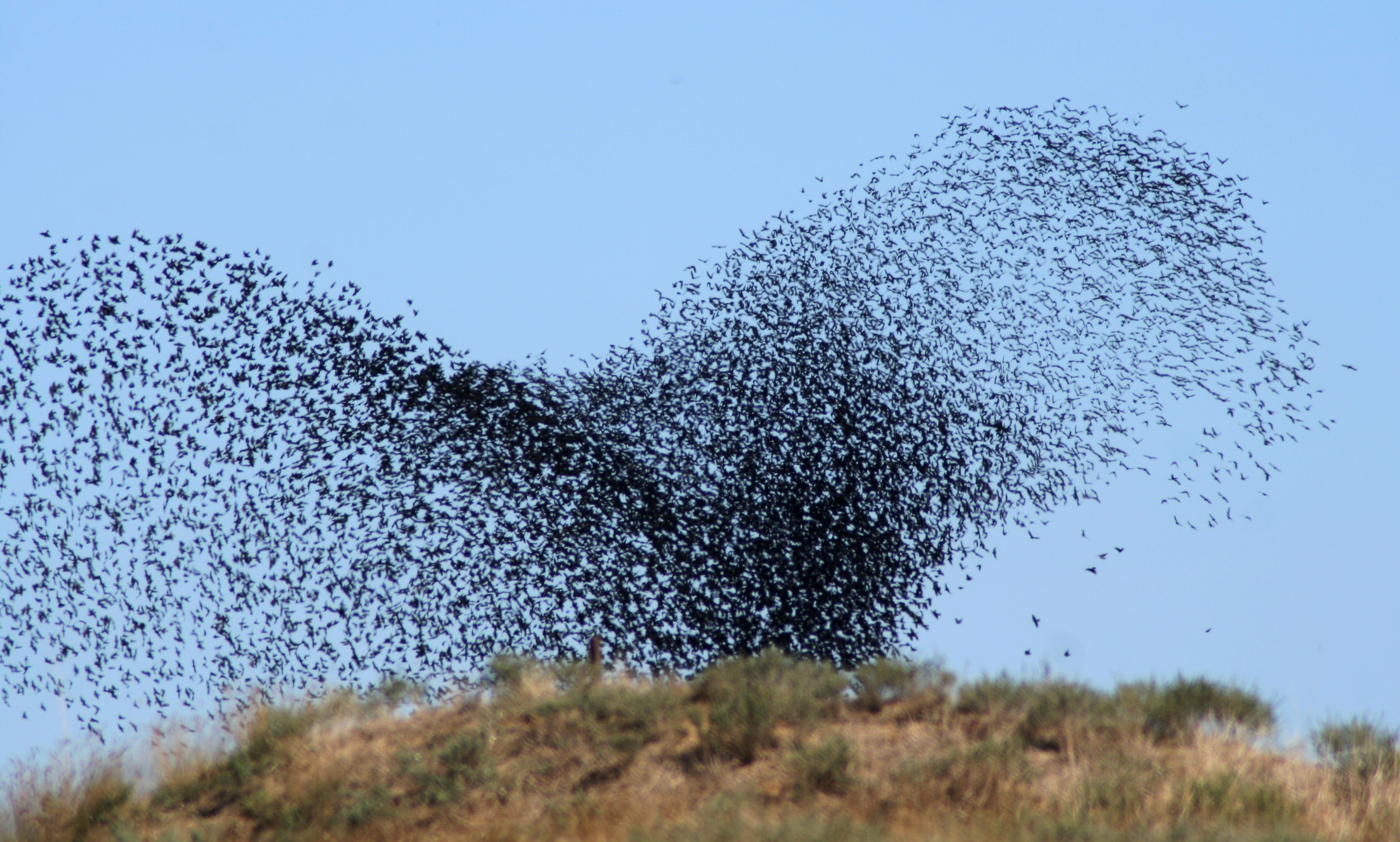 nature, birds, flock, takeoff, roy, swarm