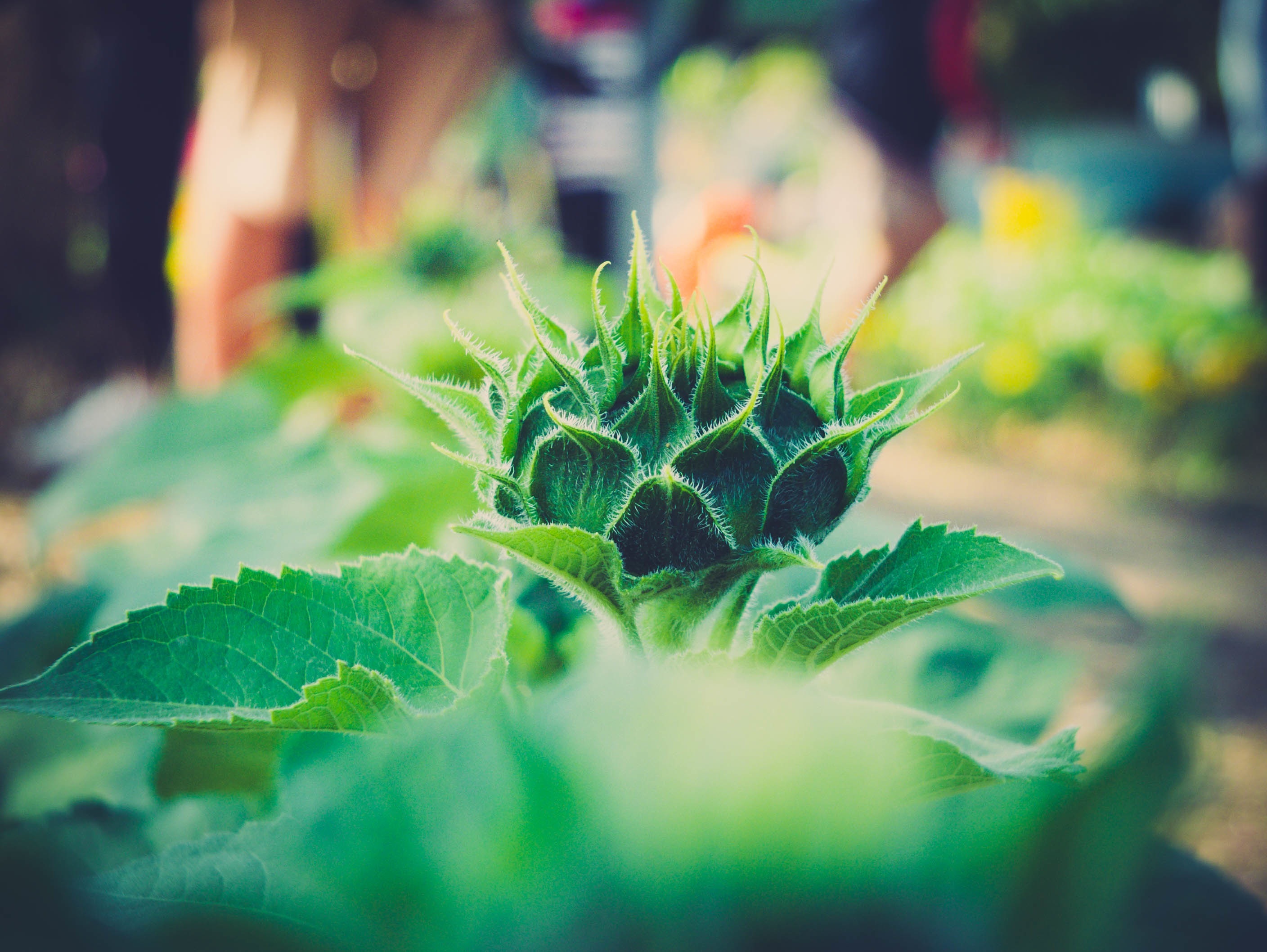 Free download wallpaper Plant, Macro, Blur, Smooth, Close Up on your PC desktop