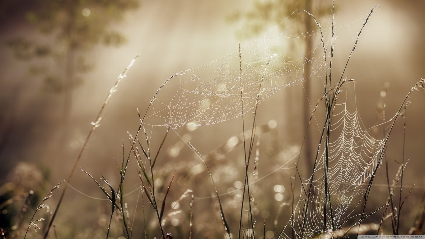 Laden Sie das Fotografie, Spinnennetz-Bild kostenlos auf Ihren PC-Desktop herunter