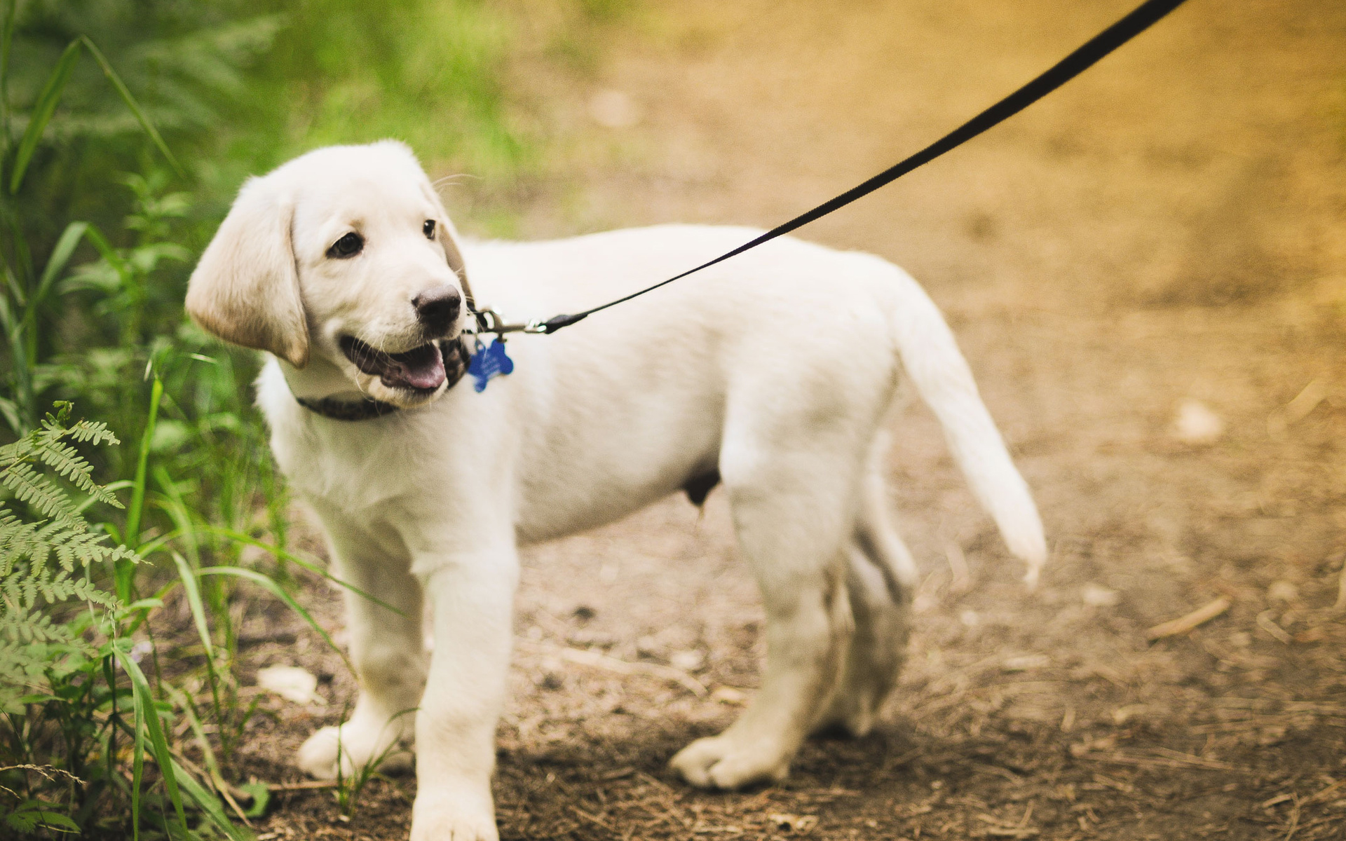 無料モバイル壁紙動物, 犬をダウンロードします。