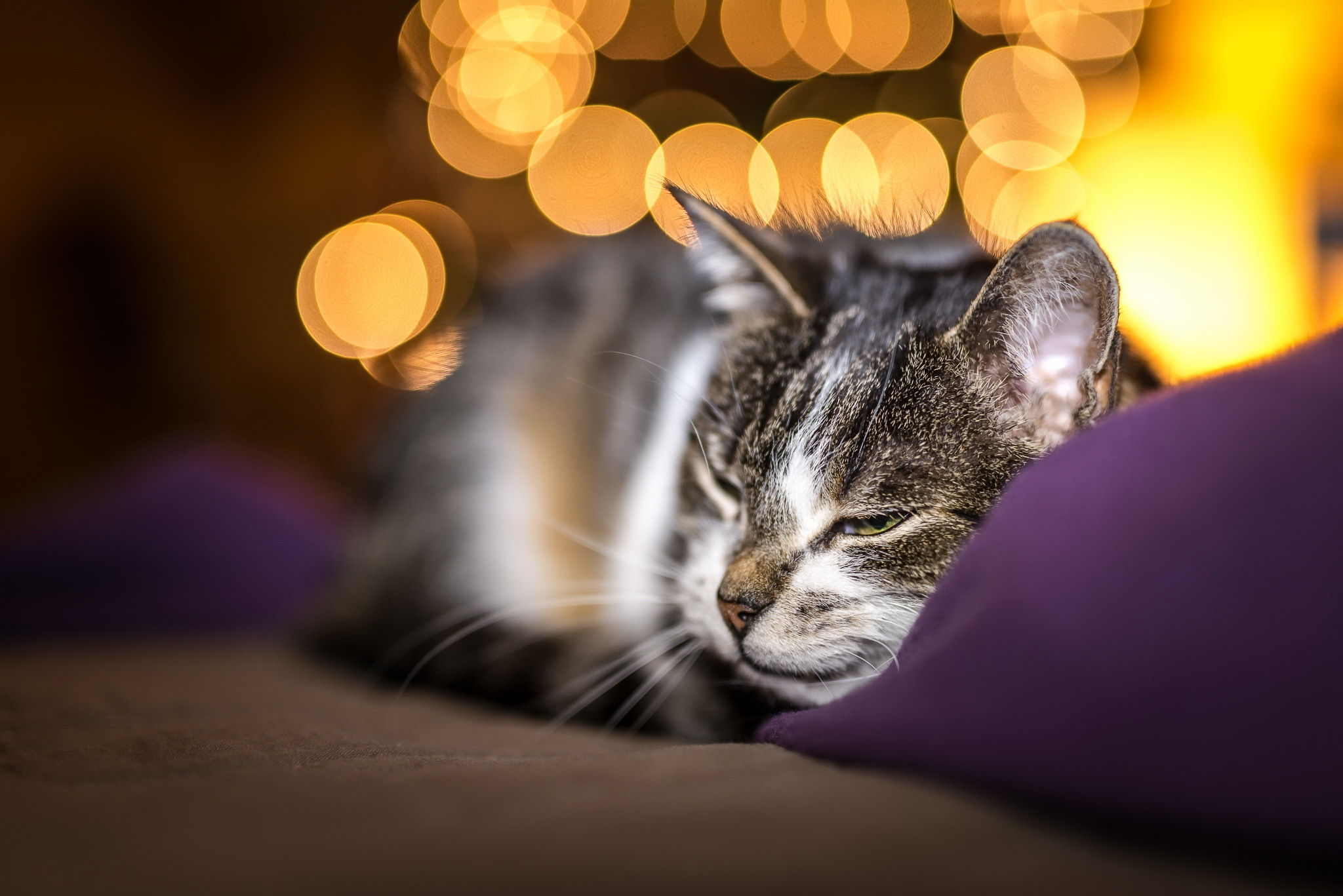 Free download wallpaper Cats, Cat, Animal, Bokeh, Sleeping on your PC desktop