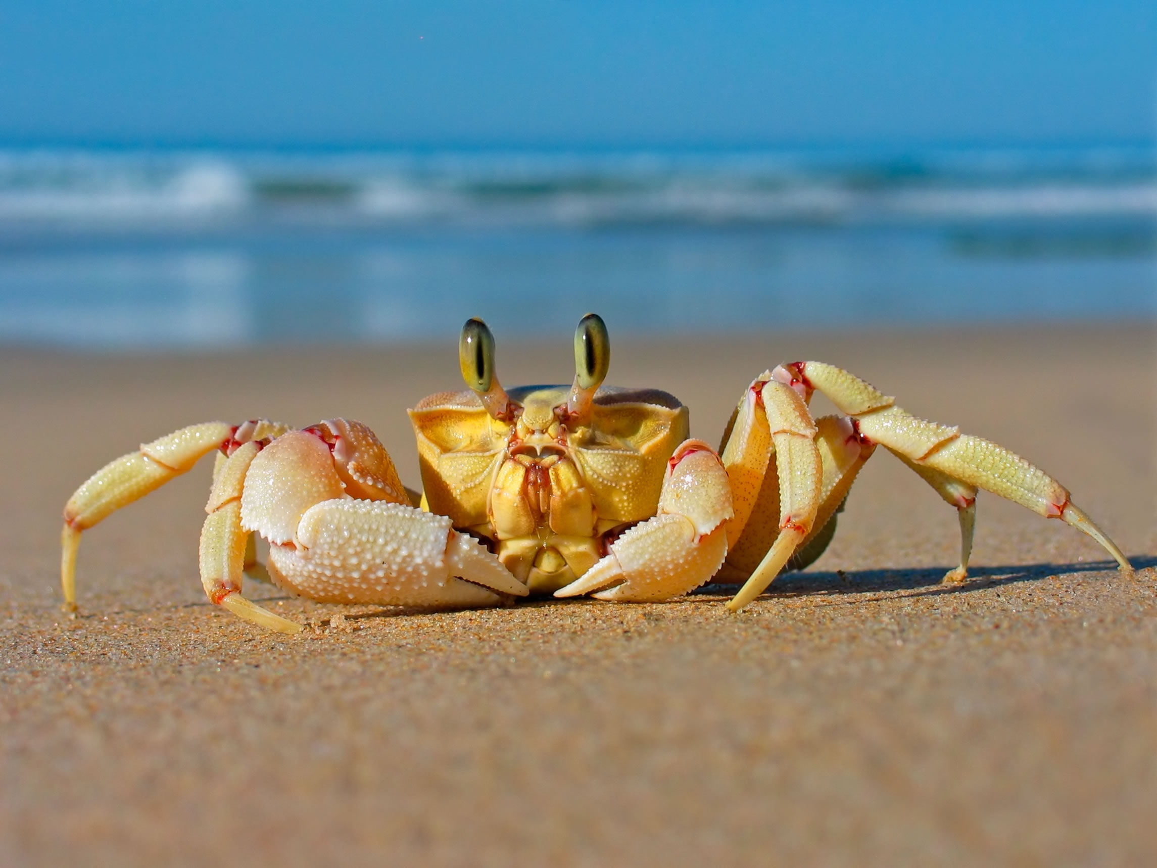 237113 Bild herunterladen tiere, krabbe - Hintergrundbilder und Bildschirmschoner kostenlos