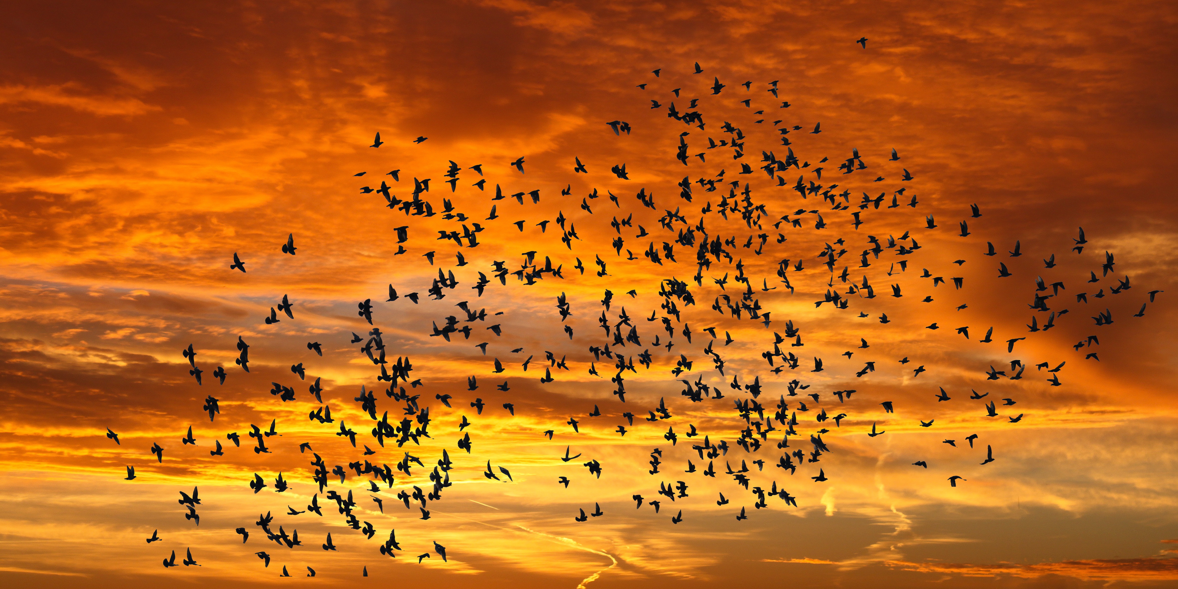 nature, sunset, birds, sky, clouds, silhouettes, flight Panoramic Wallpaper