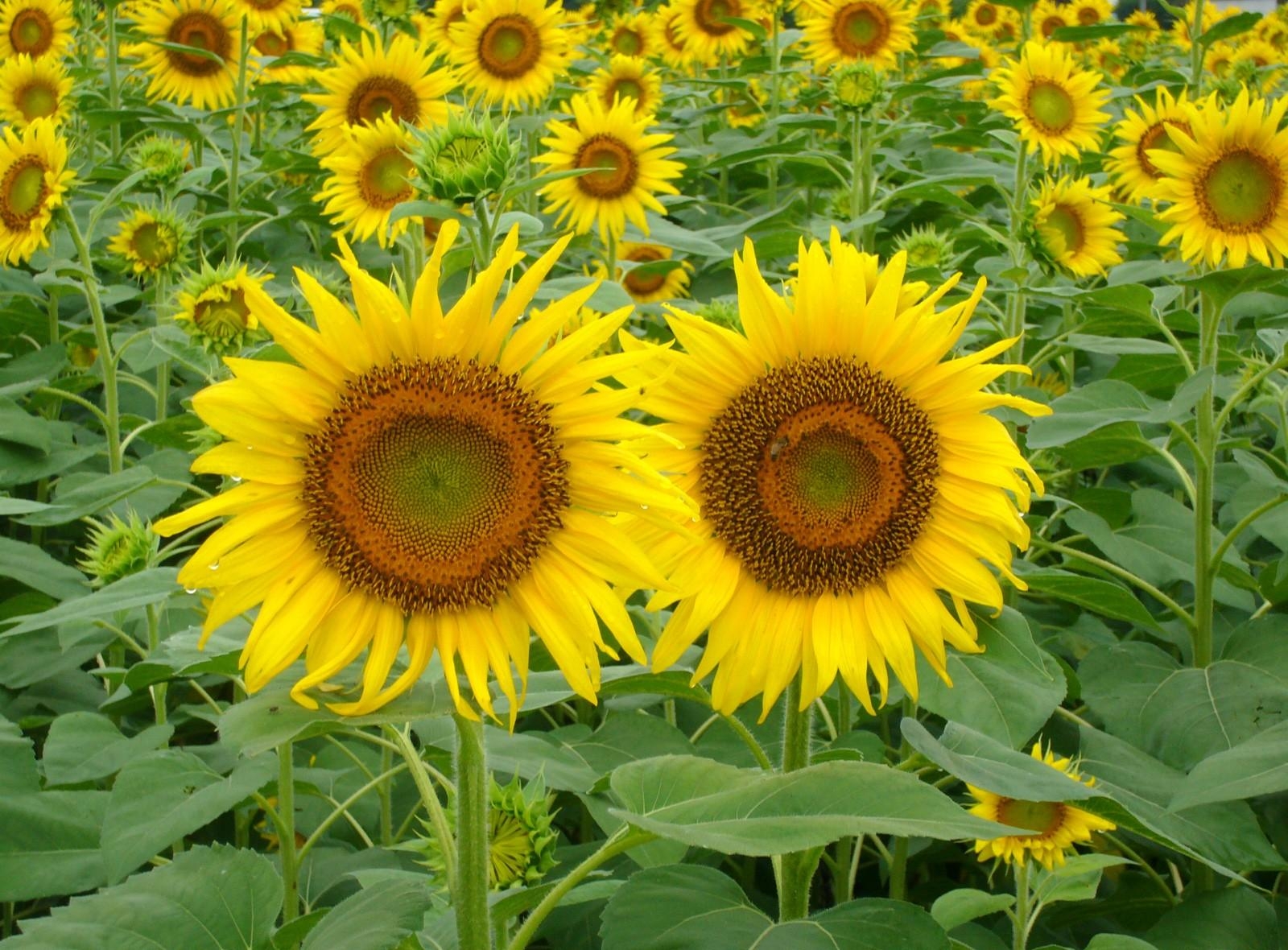 Download mobile wallpaper Field, Greens, Flowers, Summer, Pair, Sunflowers, Couple for free.