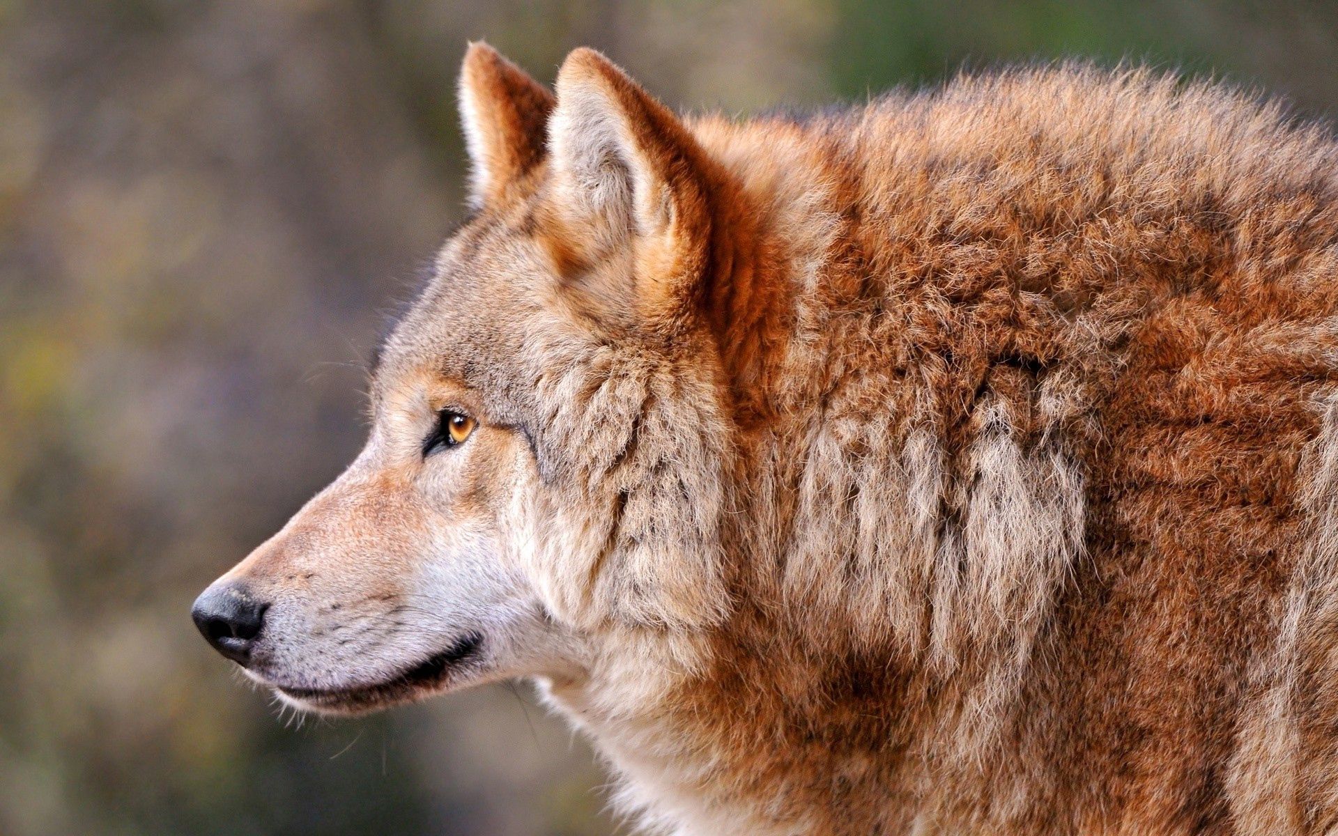 Handy-Wallpaper Predator, Profil, Hund, Tiere, Raubtier, Tier, Wolf kostenlos herunterladen.