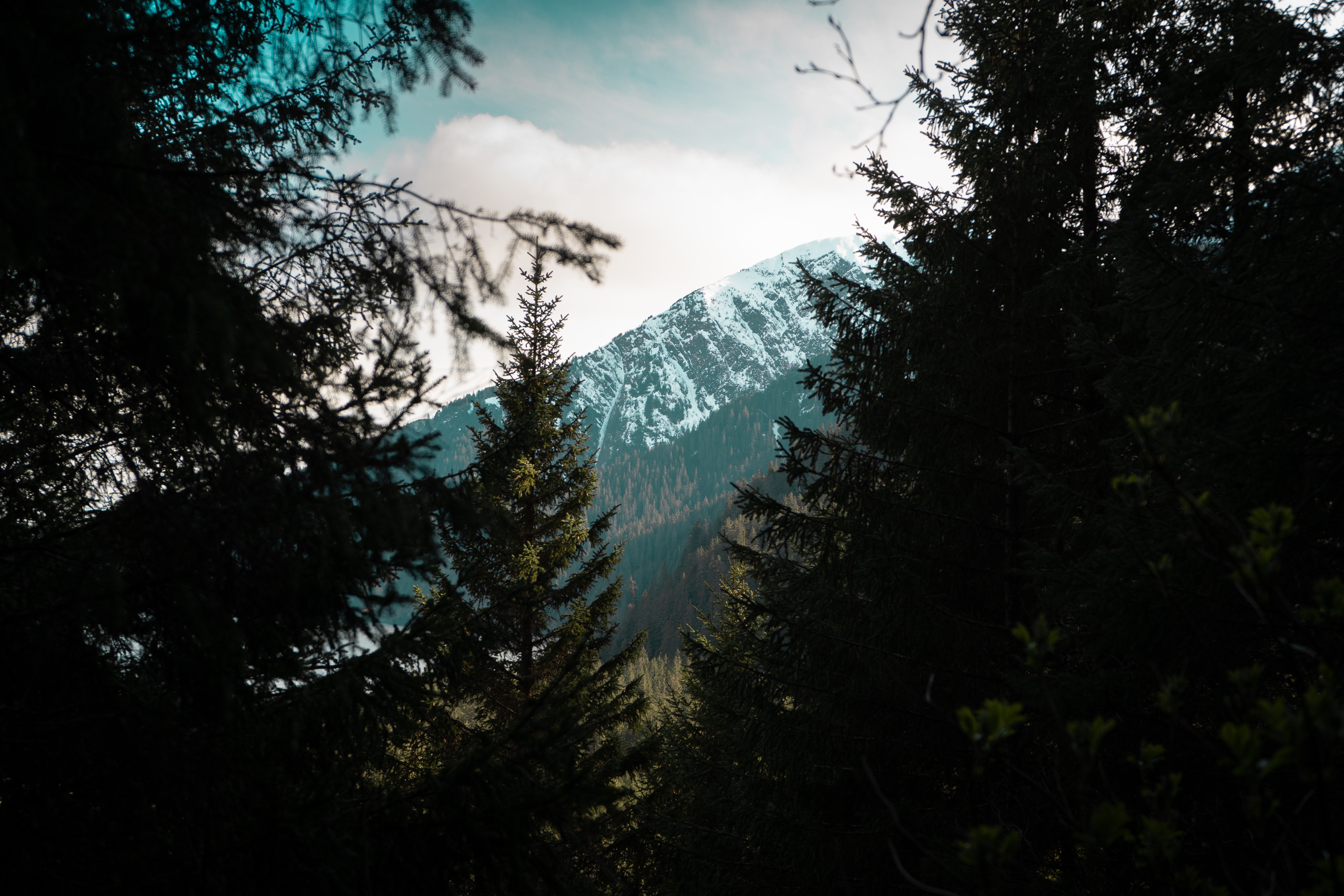 Download mobile wallpaper Top, Vertex, Nature, Trees, Forest, Mountains, Landscape for free.