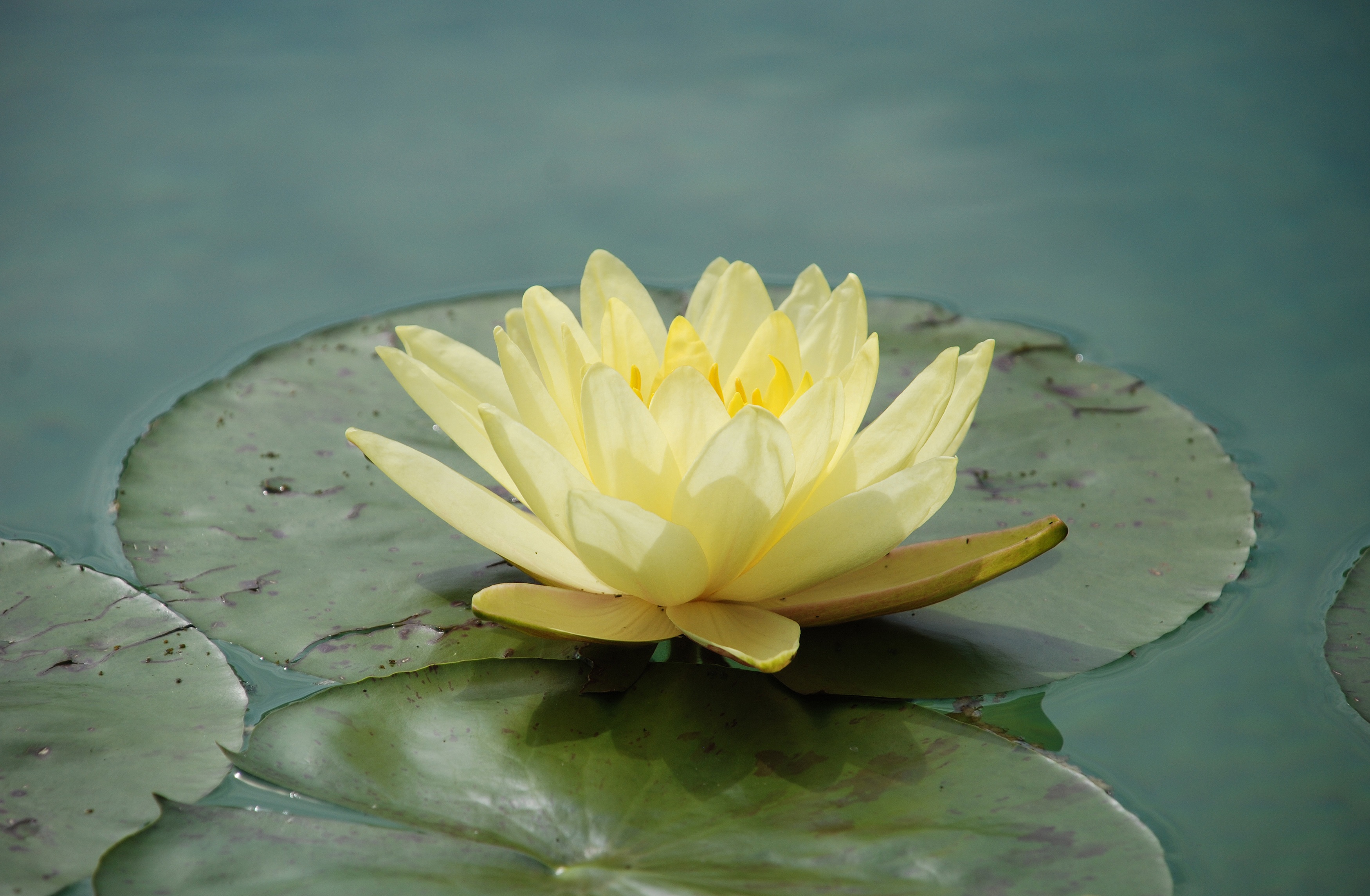 Free download wallpaper Water, Flower, Flowers, Water Lily on your PC desktop