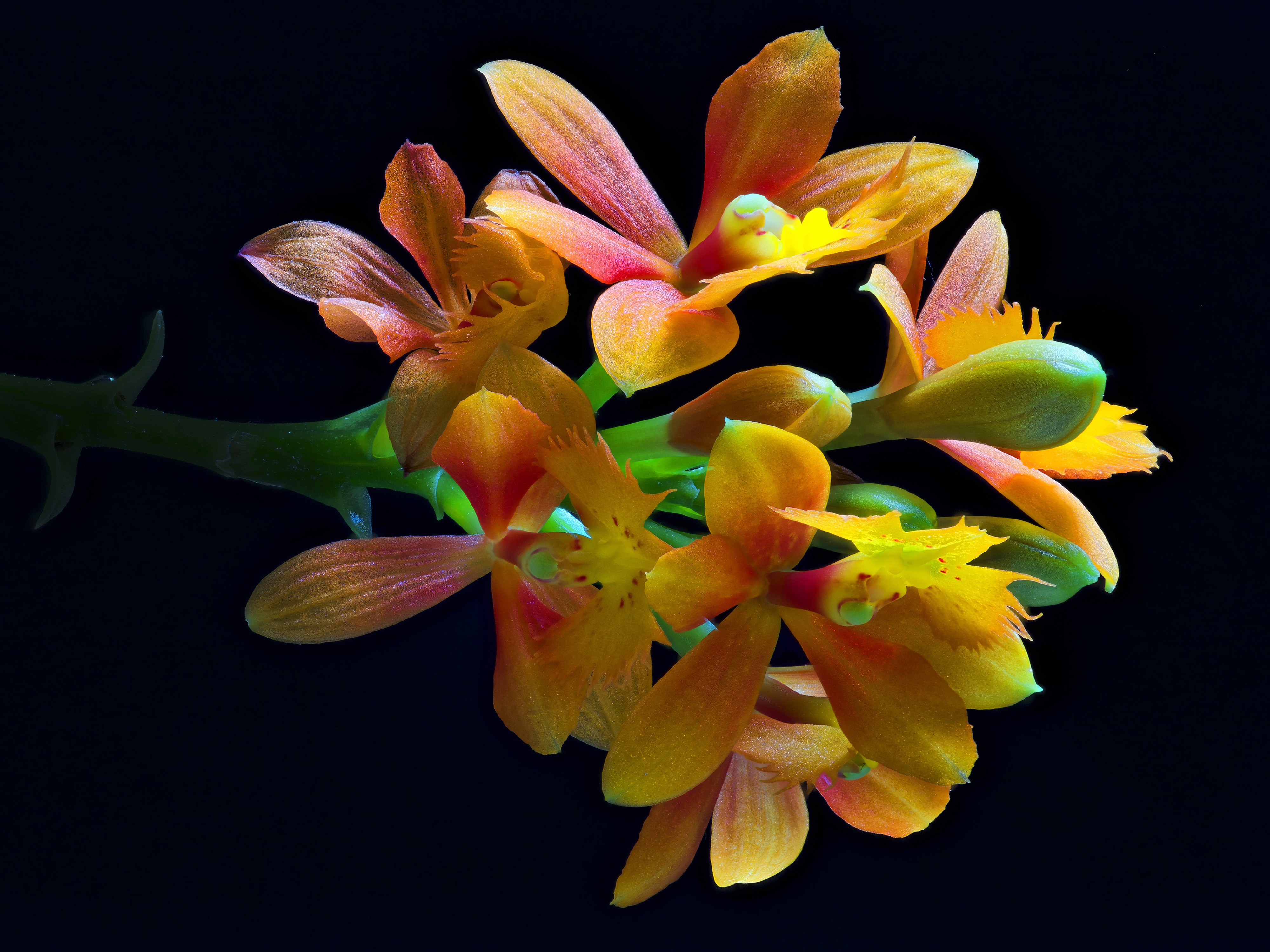 Baixe gratuitamente a imagem Flores, Flor, Pétala, Orquídea, Terra/natureza na área de trabalho do seu PC