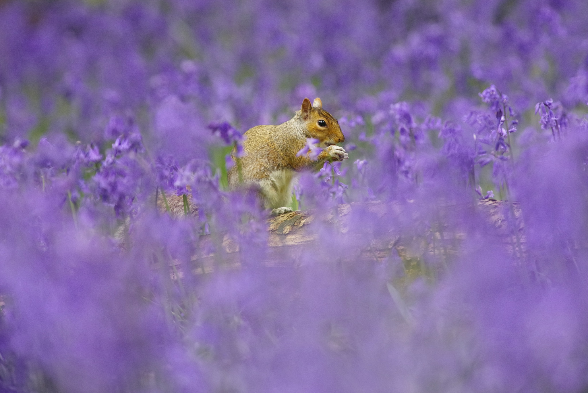 Download mobile wallpaper Squirrel, Animal, Rodent, Purple Flower for free.