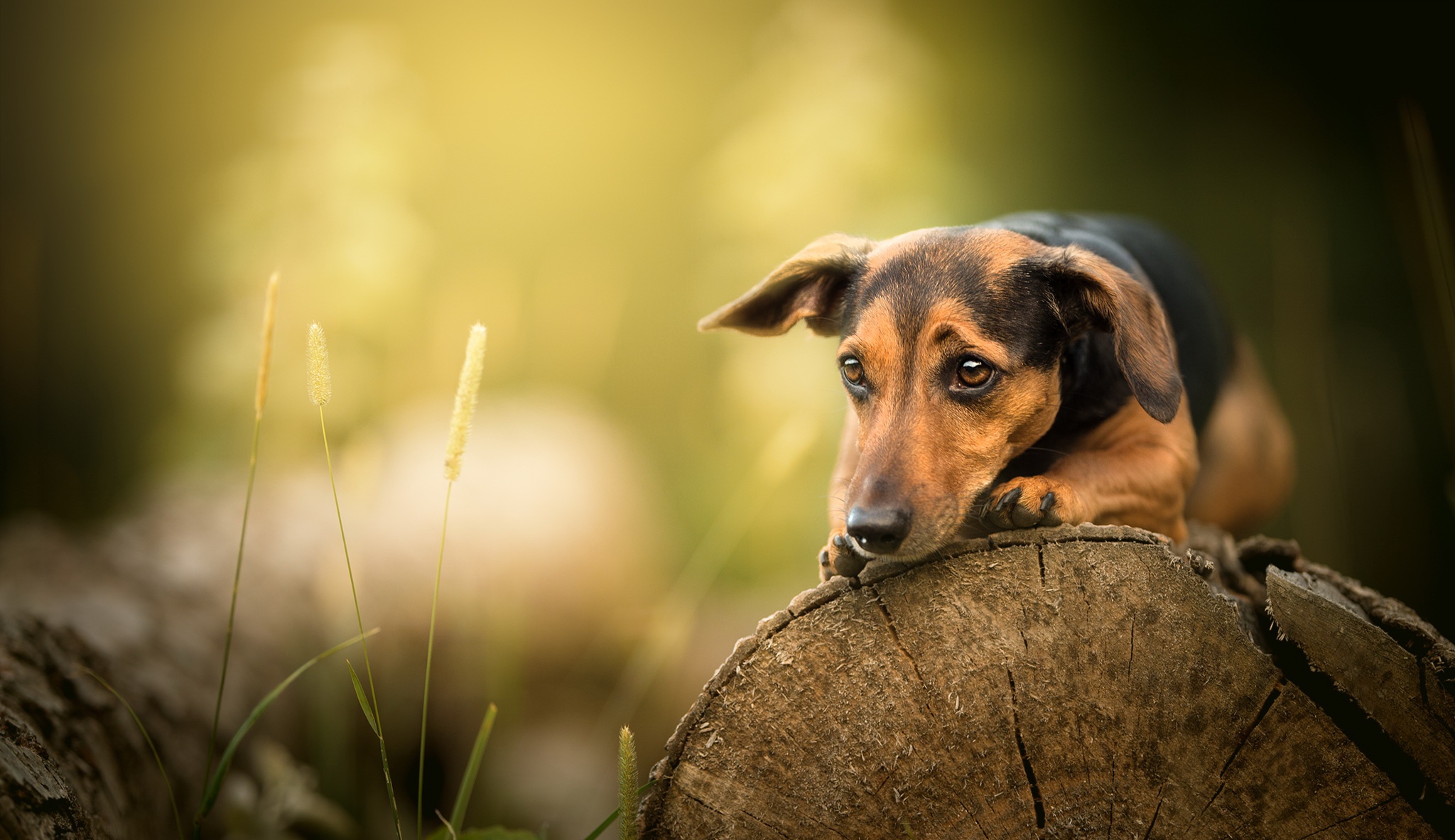 Handy-Wallpaper Tiere, Hunde, Hund, Tiefenschärfe kostenlos herunterladen.