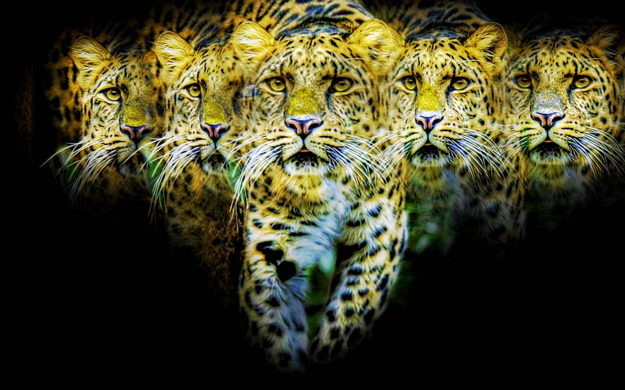 animal, jaguar, cats