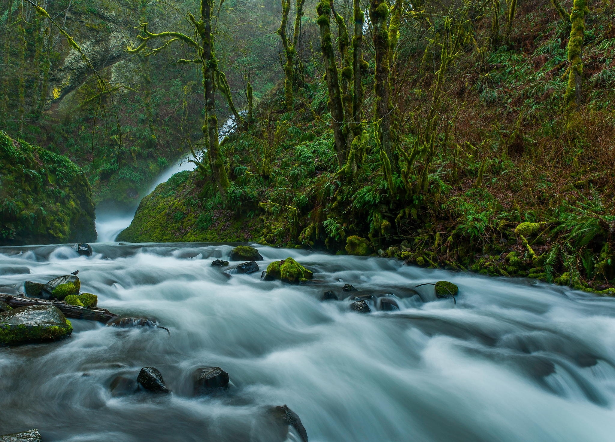 Free download wallpaper Nature, Forest, Earth, Stone, Foam, River on your PC desktop