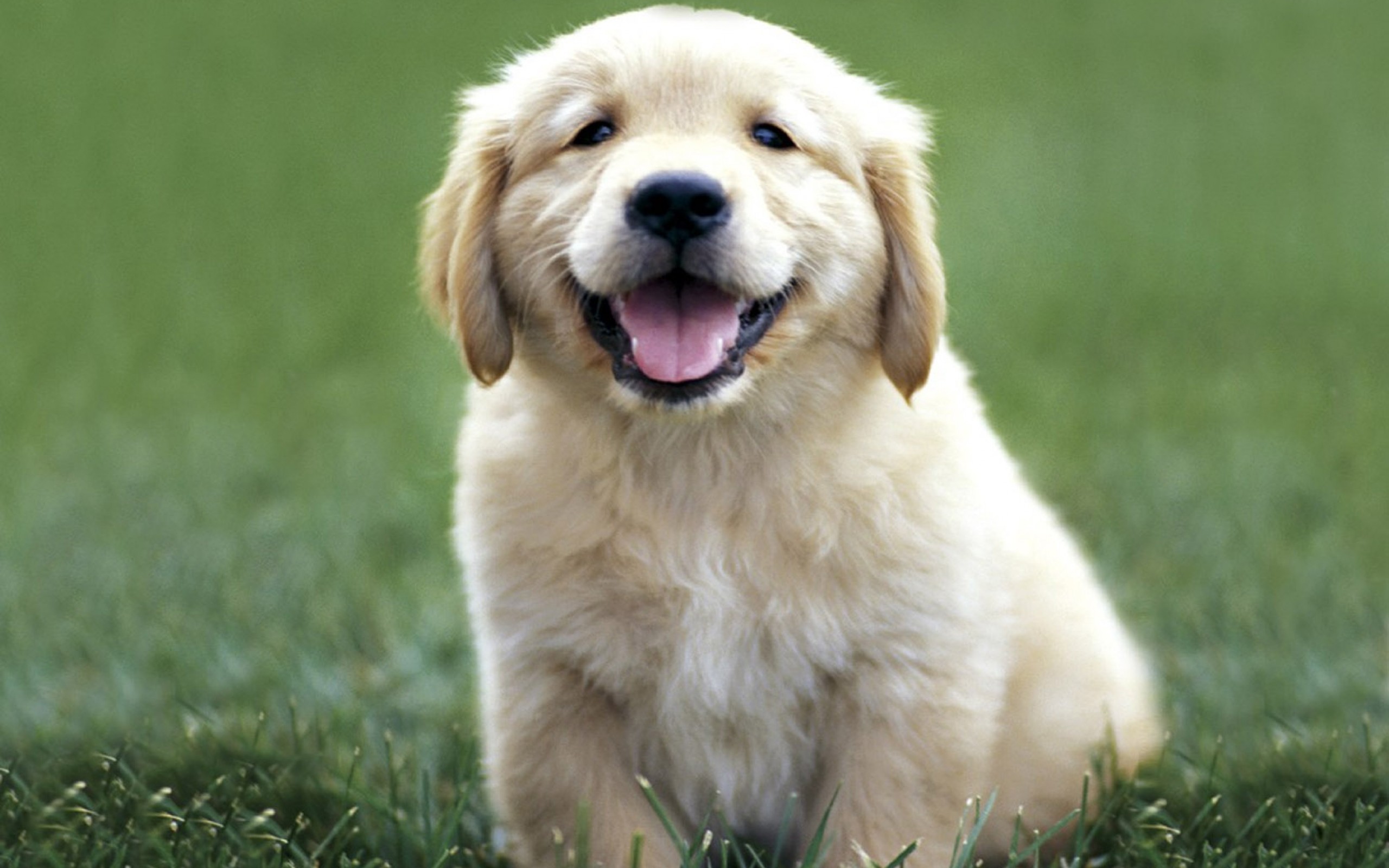 Free download wallpaper Golden Retriever, Dogs, Animal on your PC desktop