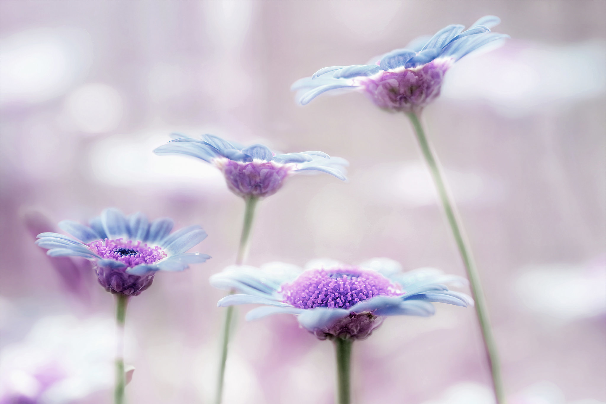 Free download wallpaper Flowers, Flower, Earth on your PC desktop