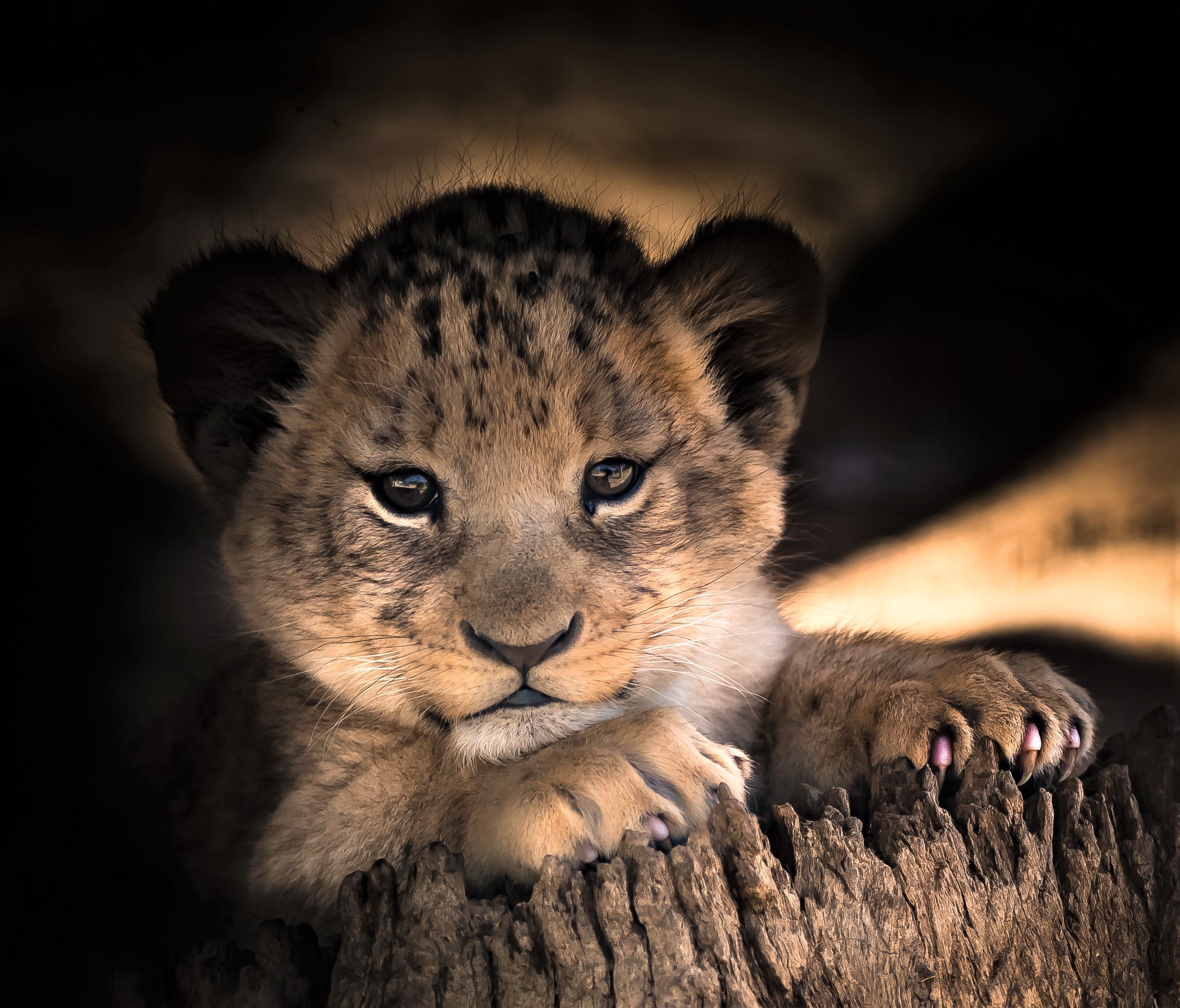 Free download wallpaper Cats, Lion, Animal, Cute, Baby Animal, Cub on your PC desktop